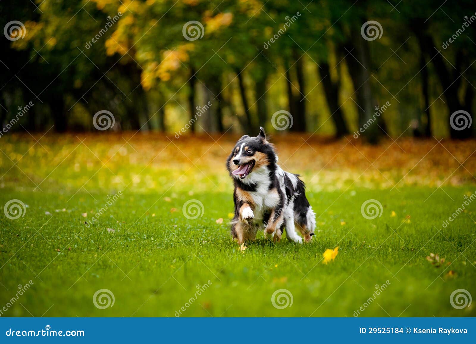 Two Australian Shepherds Play Together Stock Photo - Image of border ...