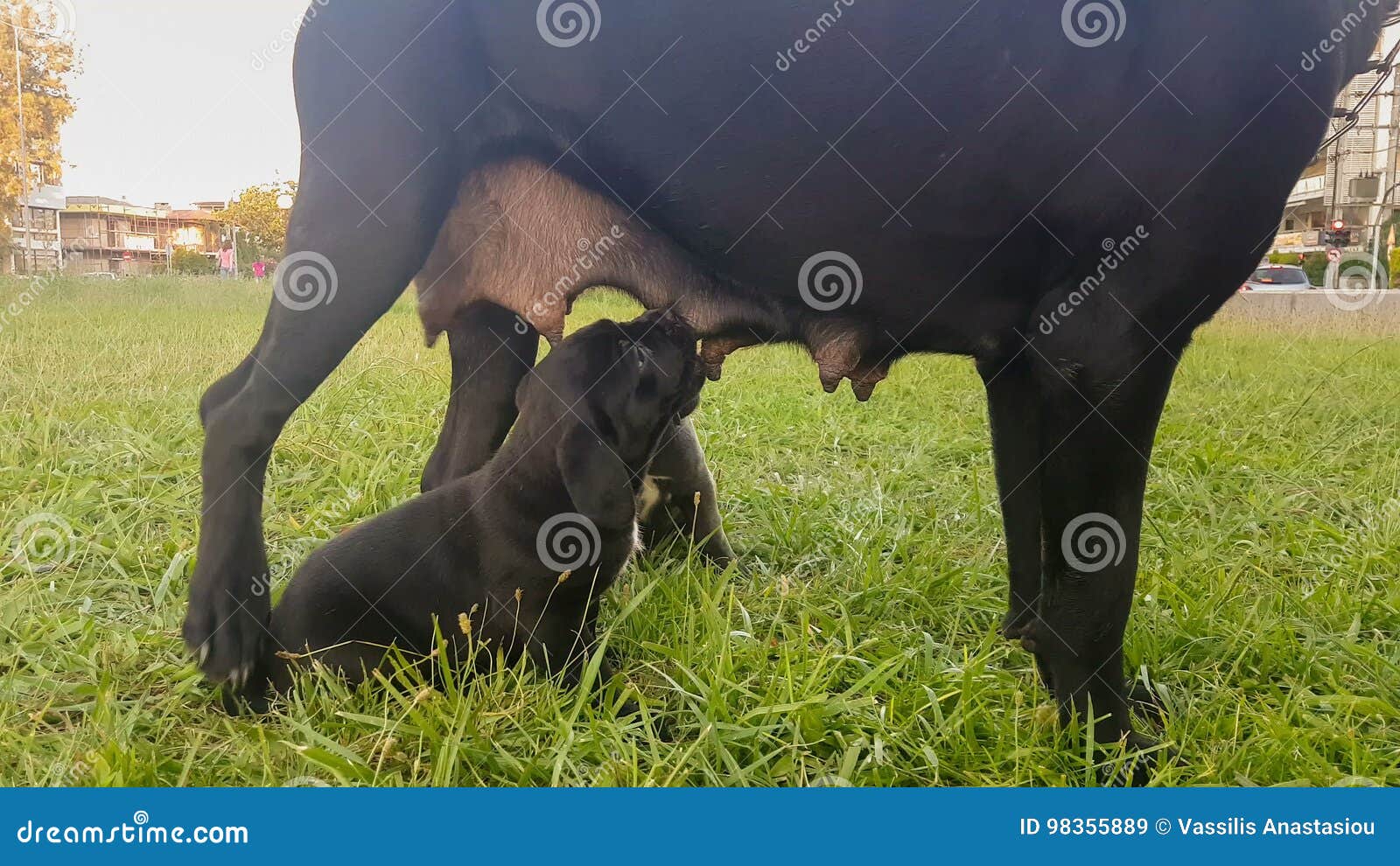 Should Puppies Drink Cows Milk