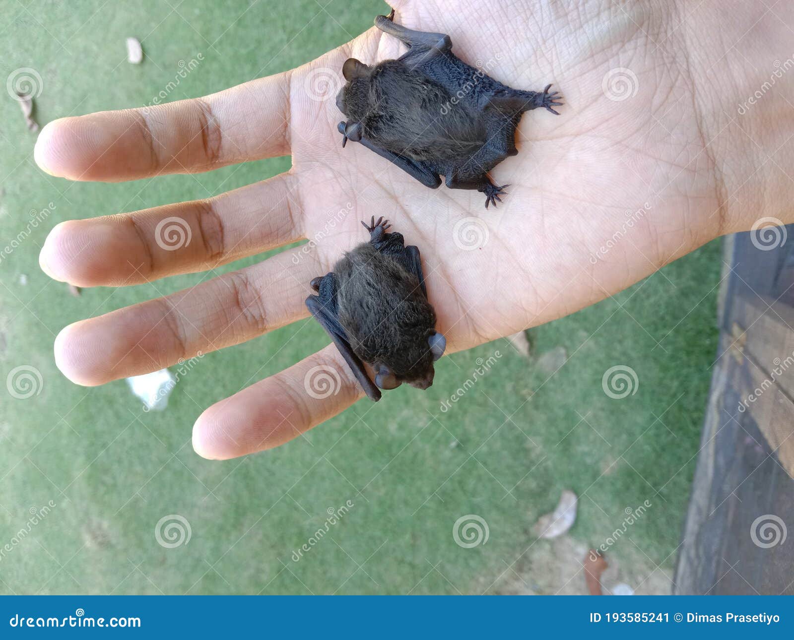 Two baby bat stock image. Image of mammal, hand, animal 193585241
