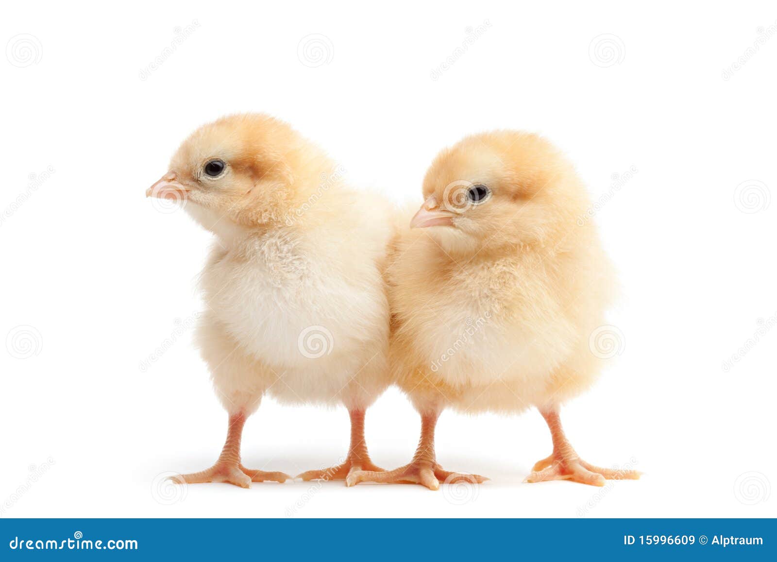 two baby chicks  on white