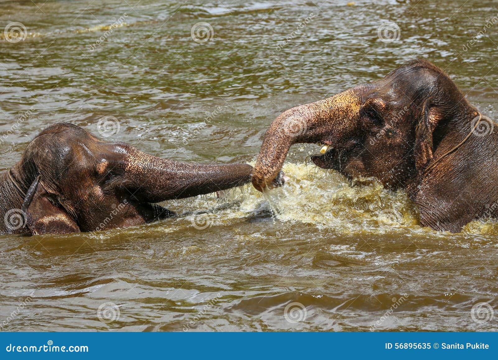 Two Baby Elephants Playing With Each Other In The Water In ...