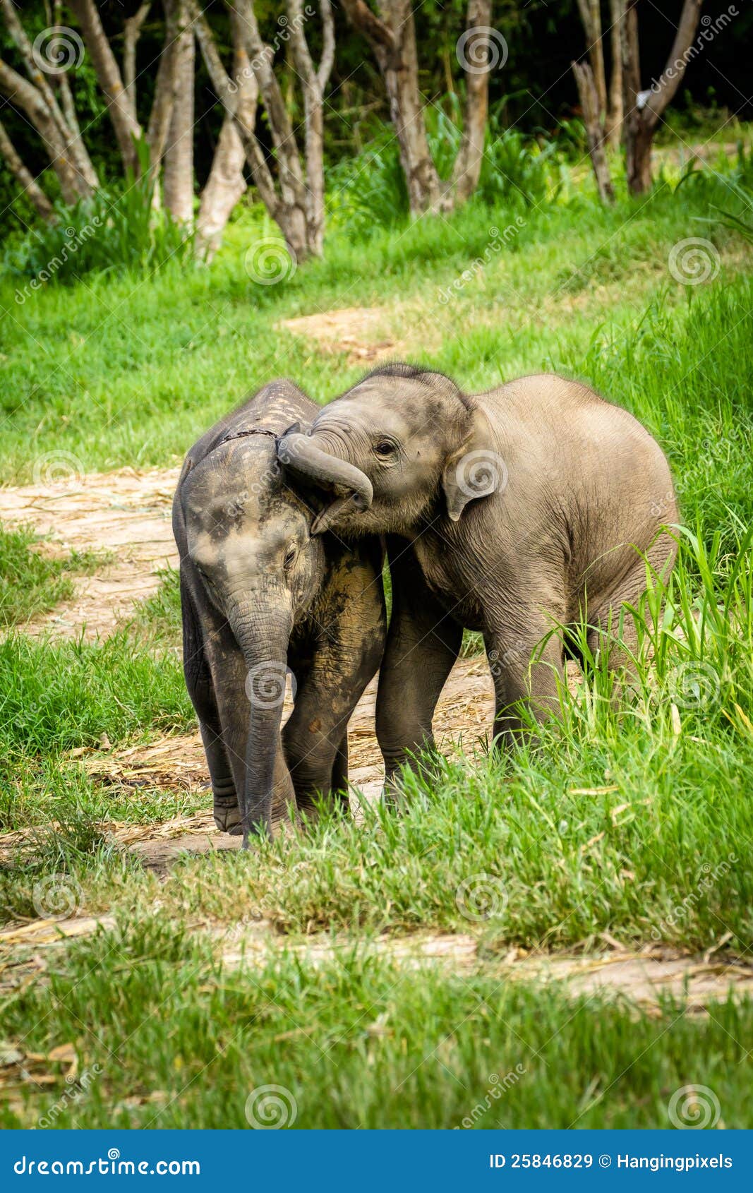 1,804 Elephants Nose Stock Photos - Free & Royalty-Free Stock