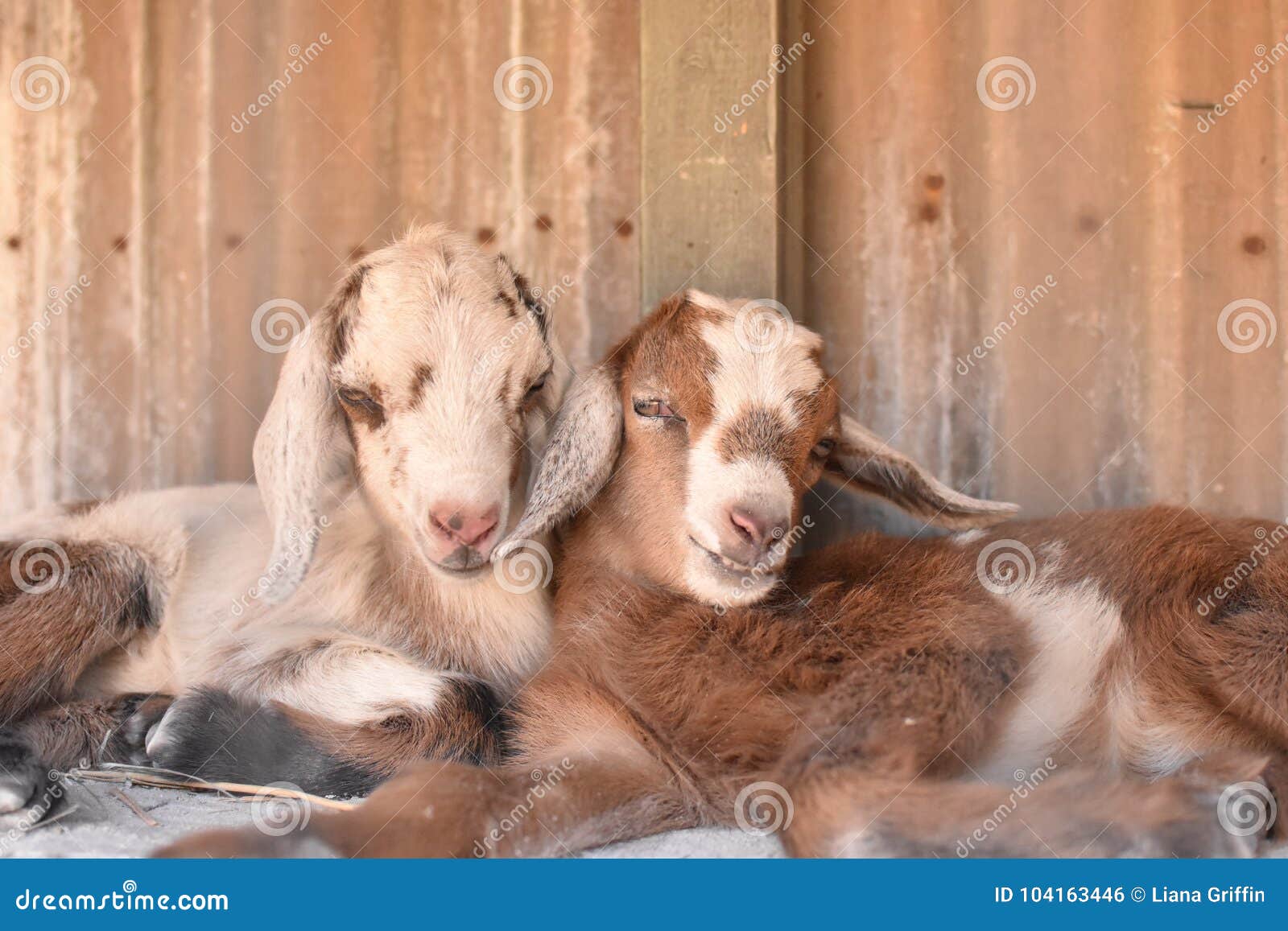 two baby goats cuddle.