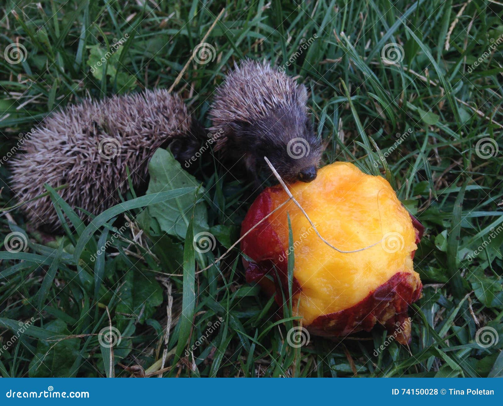 Two baby hedgehogs stock photo. Image of nature, fruit 74150028