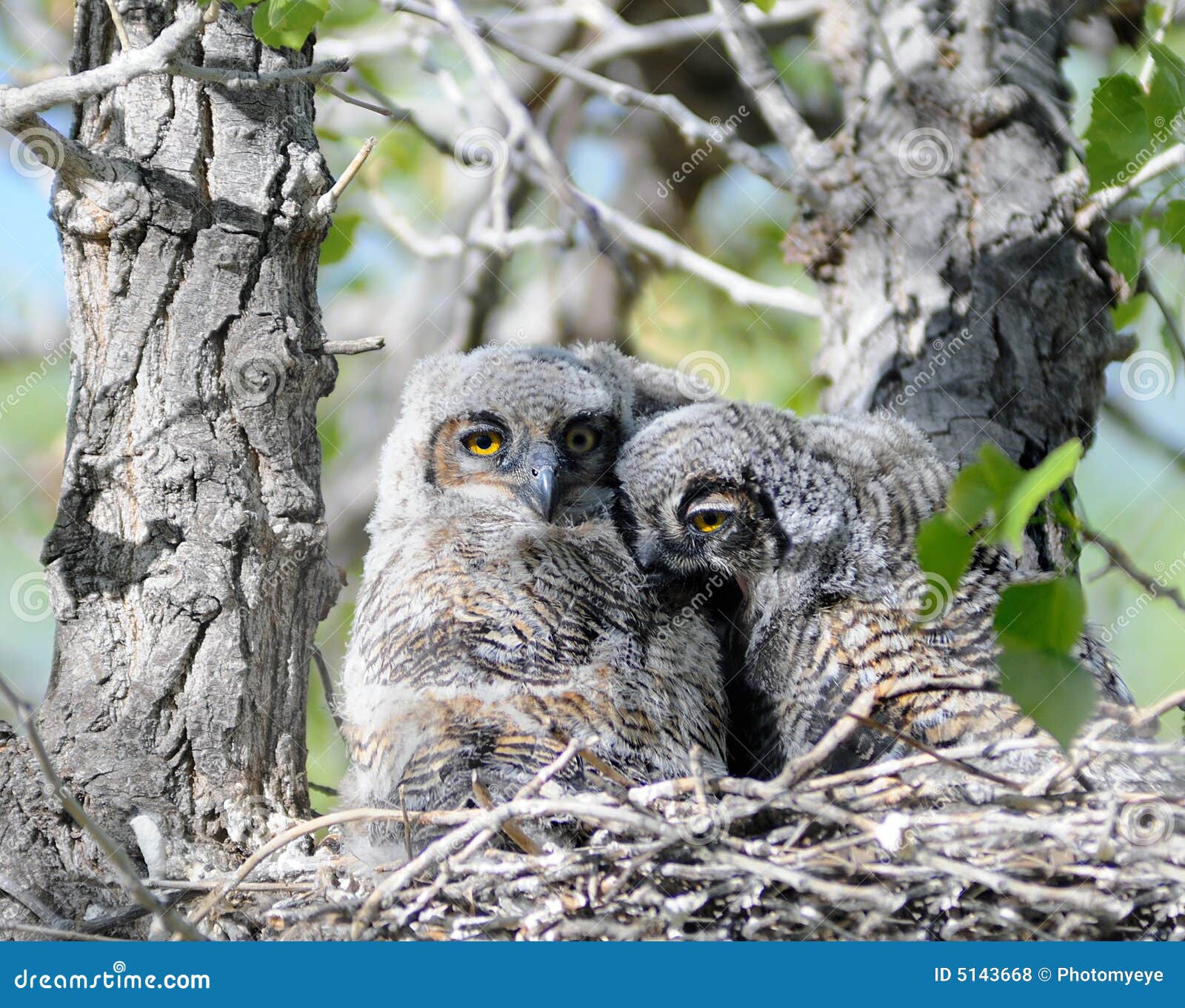 Two baby owls in nest stock photo. Image of outside, details 5143668