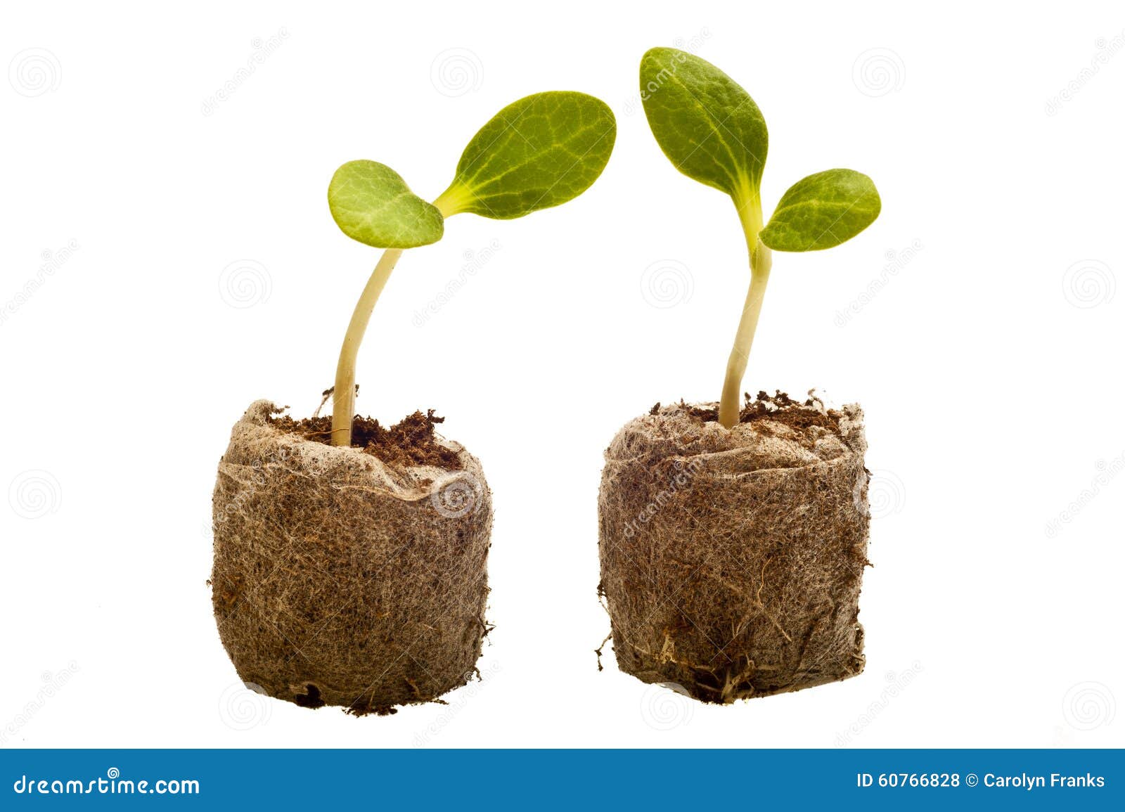 Squash Seedlings with Root Ball Stock Photo Image of seedling, plant