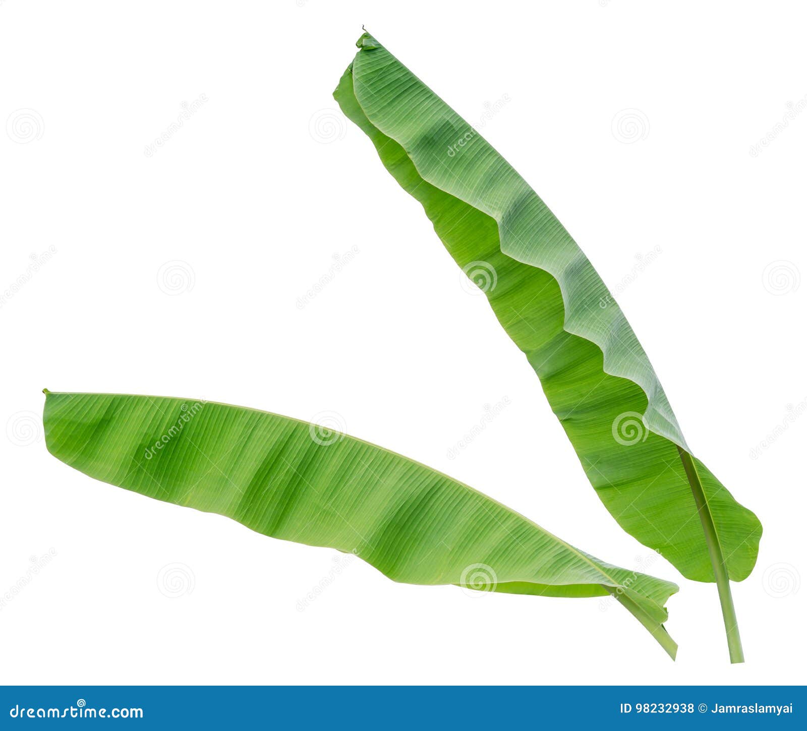 Wet Banana Leaf Stock Photography 196601078