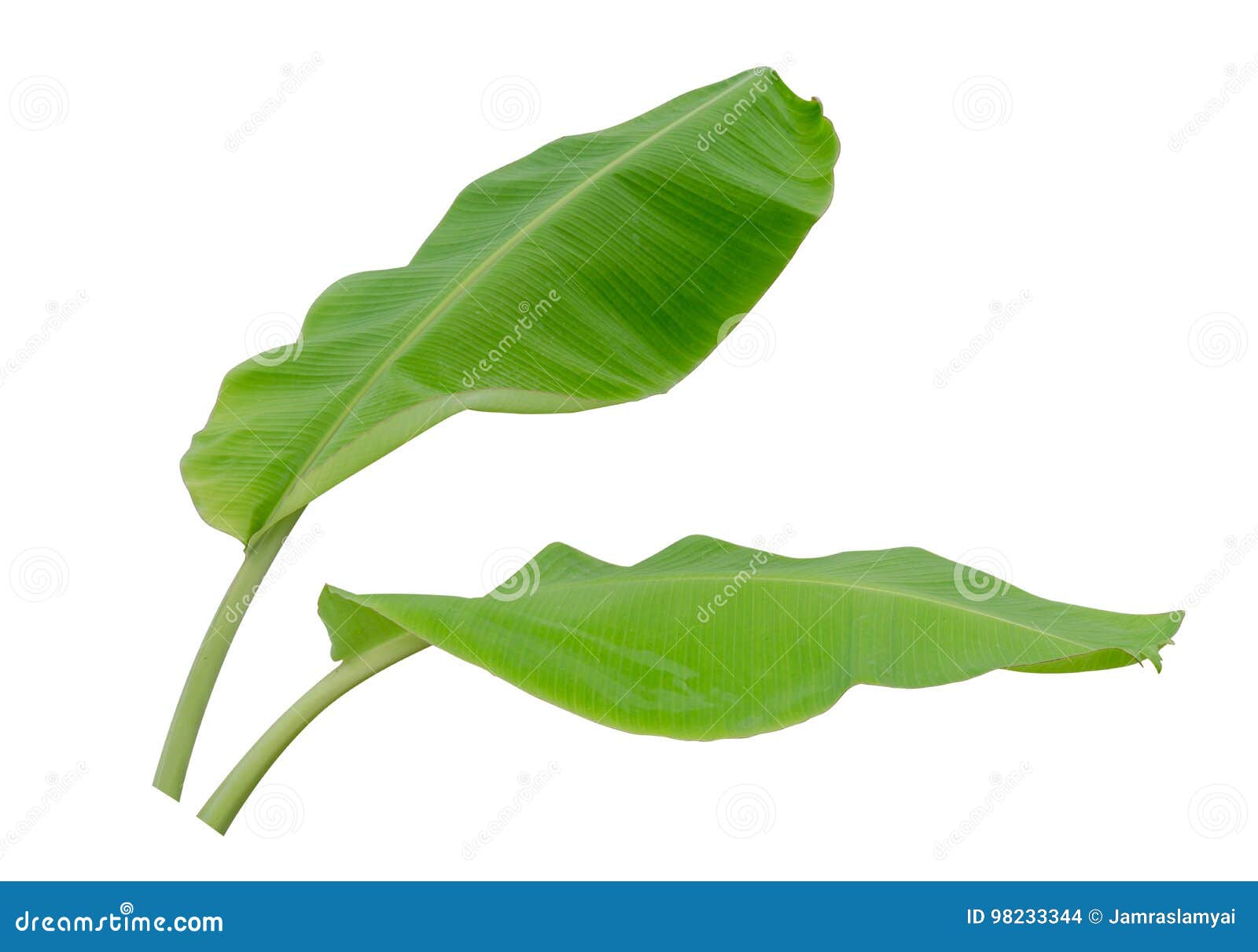 Banana Leaf Or Beautiful Green Leaf Royalty-Free Stock Photography ...