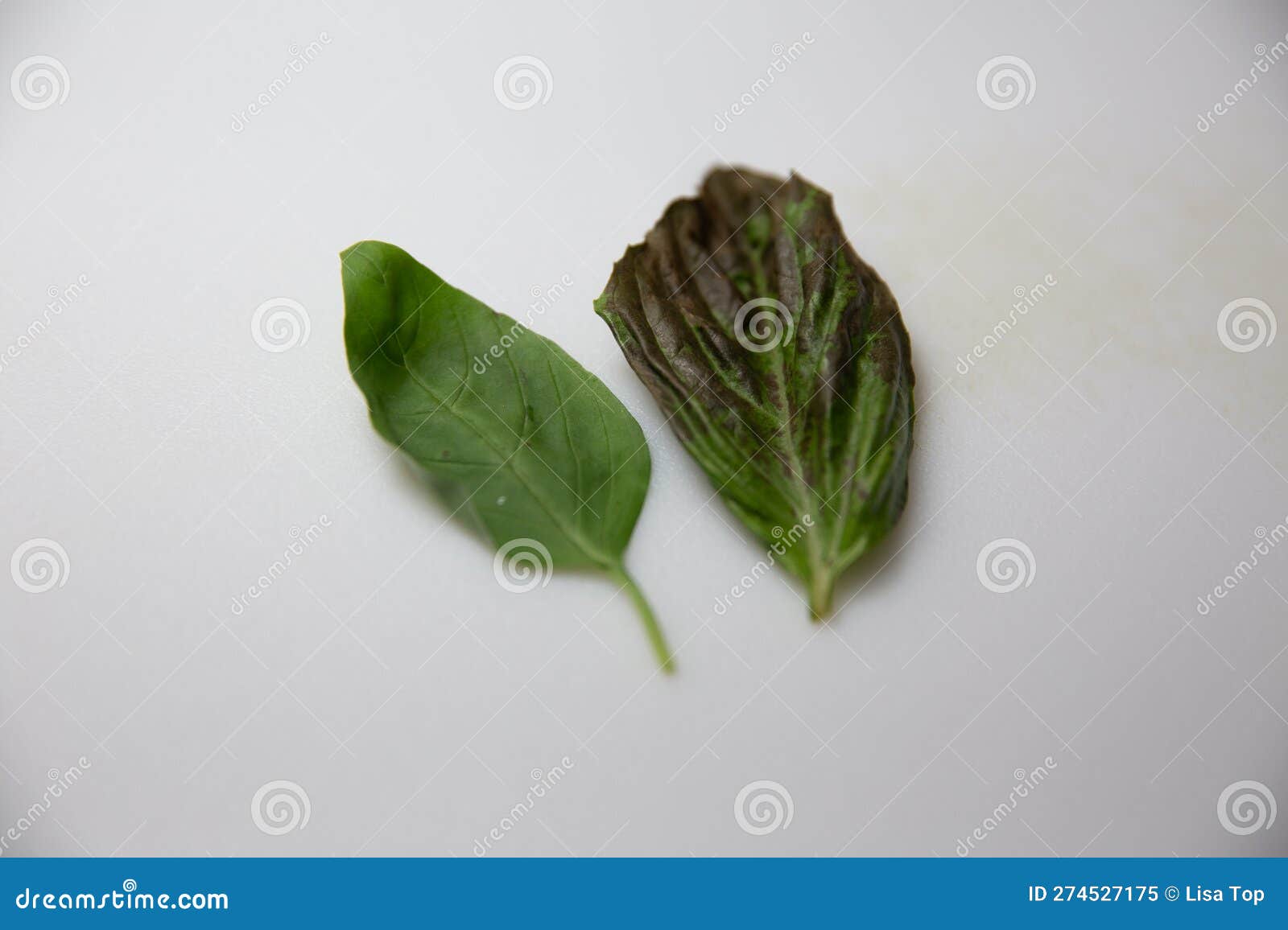 Two Basil Leafs stock image. Image of macro, crisp, leaf 274527175