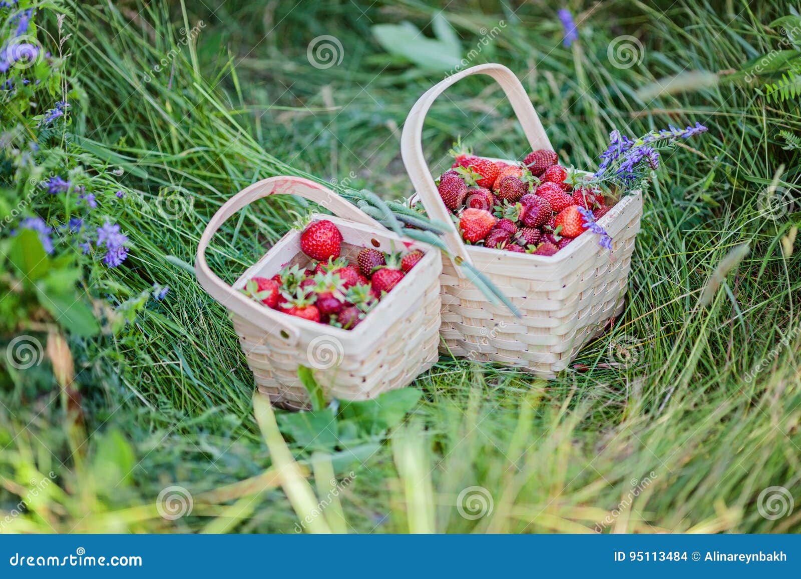 Two Baskets Full of Strawberries. Pick Your Own Farm Stock Photo