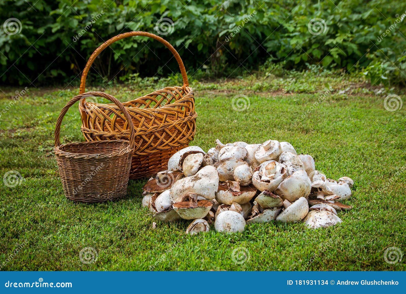 Two Baskets and Mushrooms on Green Grass Stock Photo Image of nature