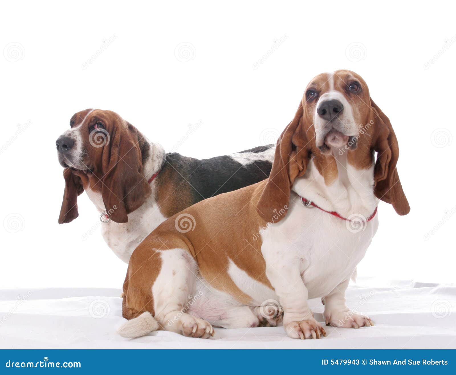 Two basset hound dogs stock image. Image of long, white 5479943
