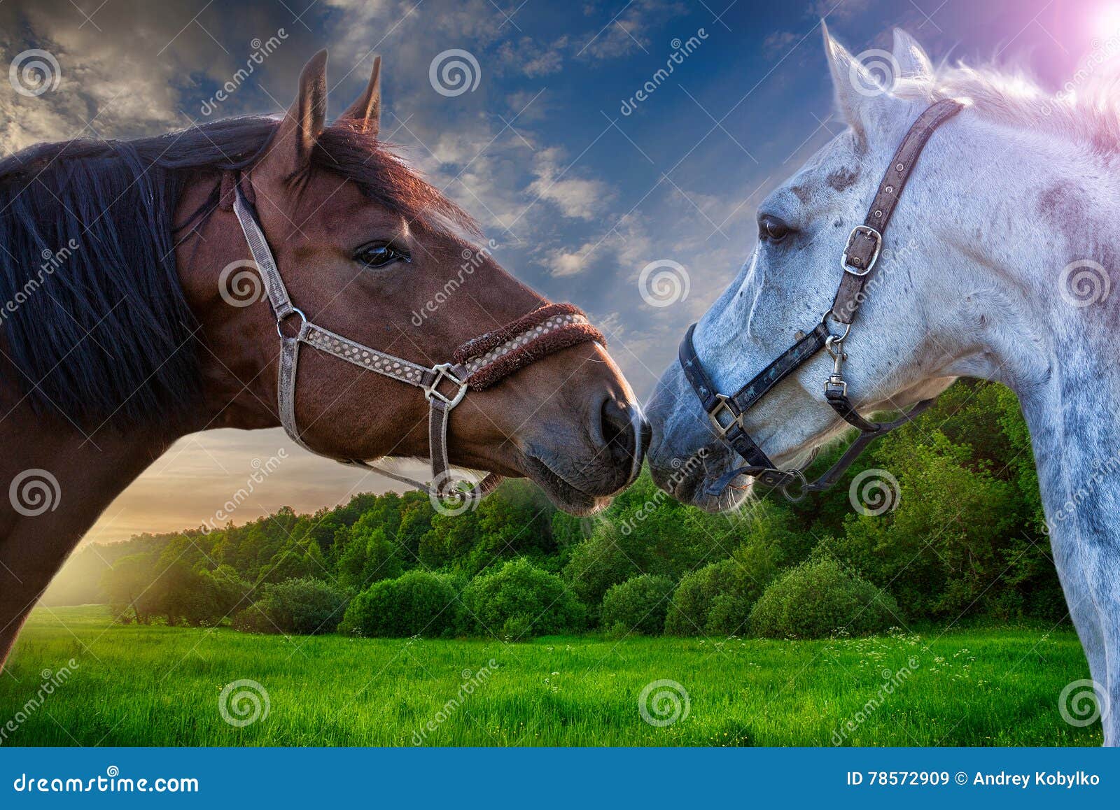 Two Bay Horses Playing with Each Other Stock Image Image of kick