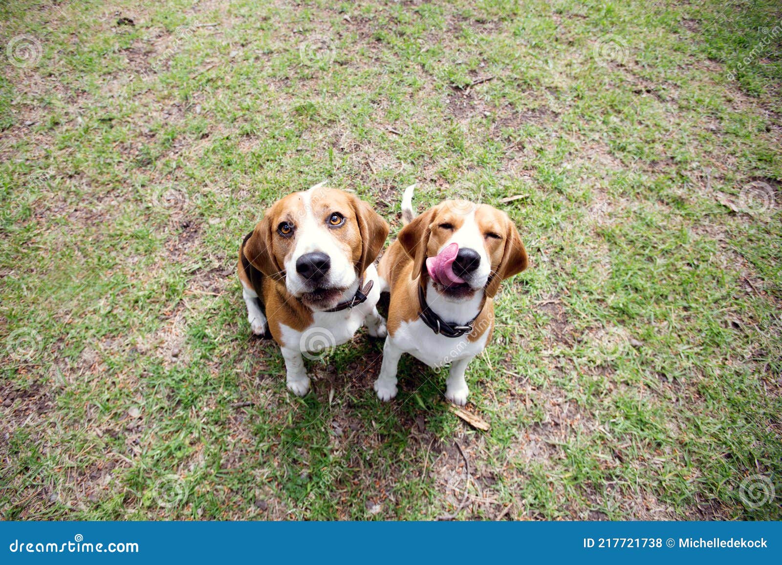 why do dogs lick grass