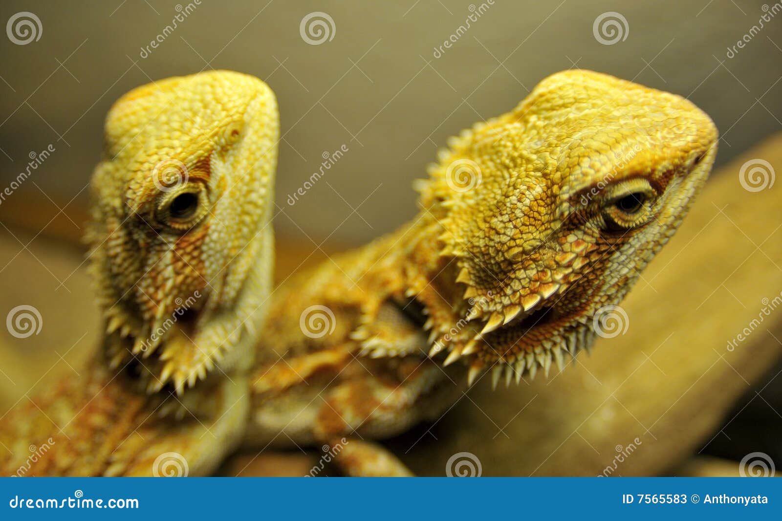 Two Bearded Dragon Up Close Stock Image Image of nature, hunter 7565583
