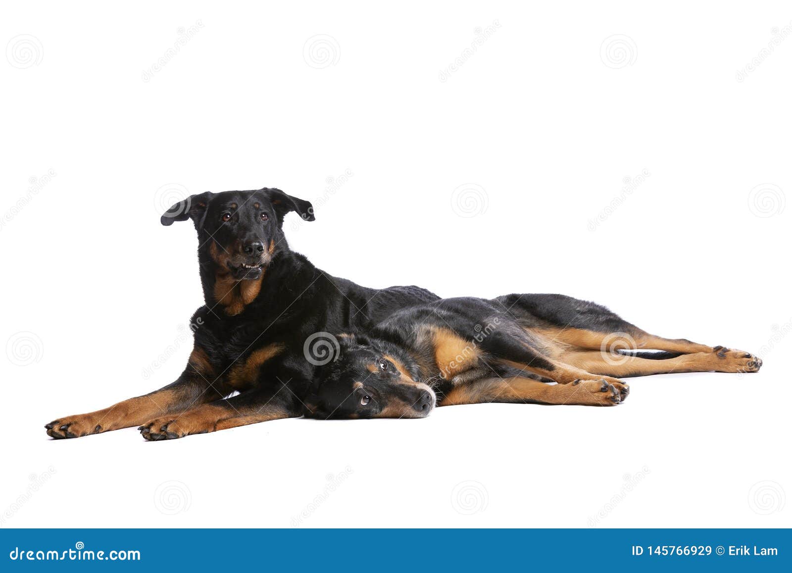 Two Beauceron dogs stock image. Image of mammal, shepherd - 145766929
