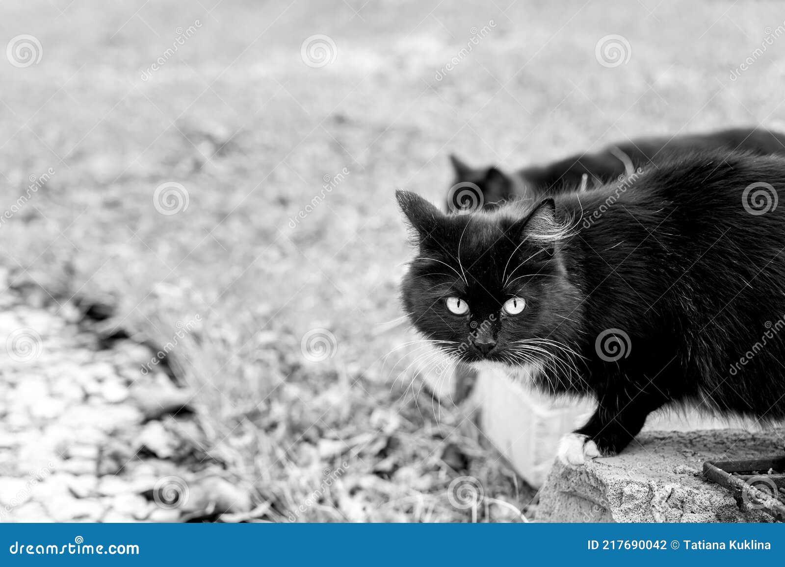 black and white spotted cat with green eyes