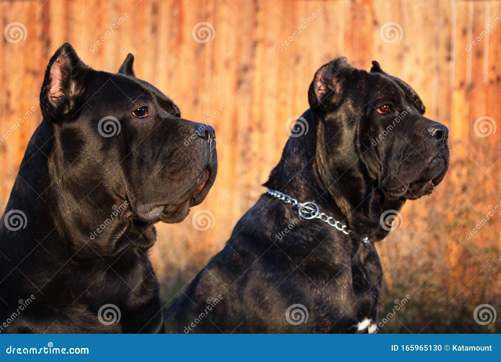 Two Beautiful Big Black Dog Breed Italian Cane Corso Stock Photo Image Of Mammal Purebred 165965130