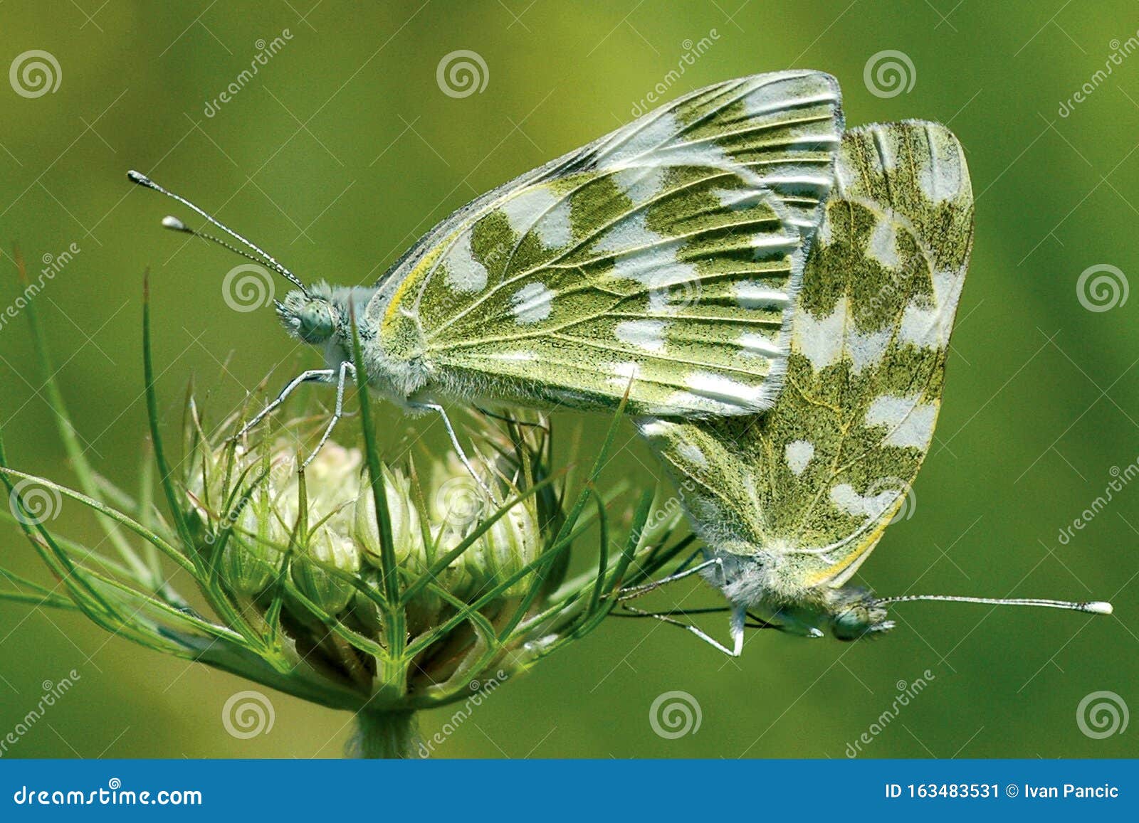 two butterflies of the pieridae family