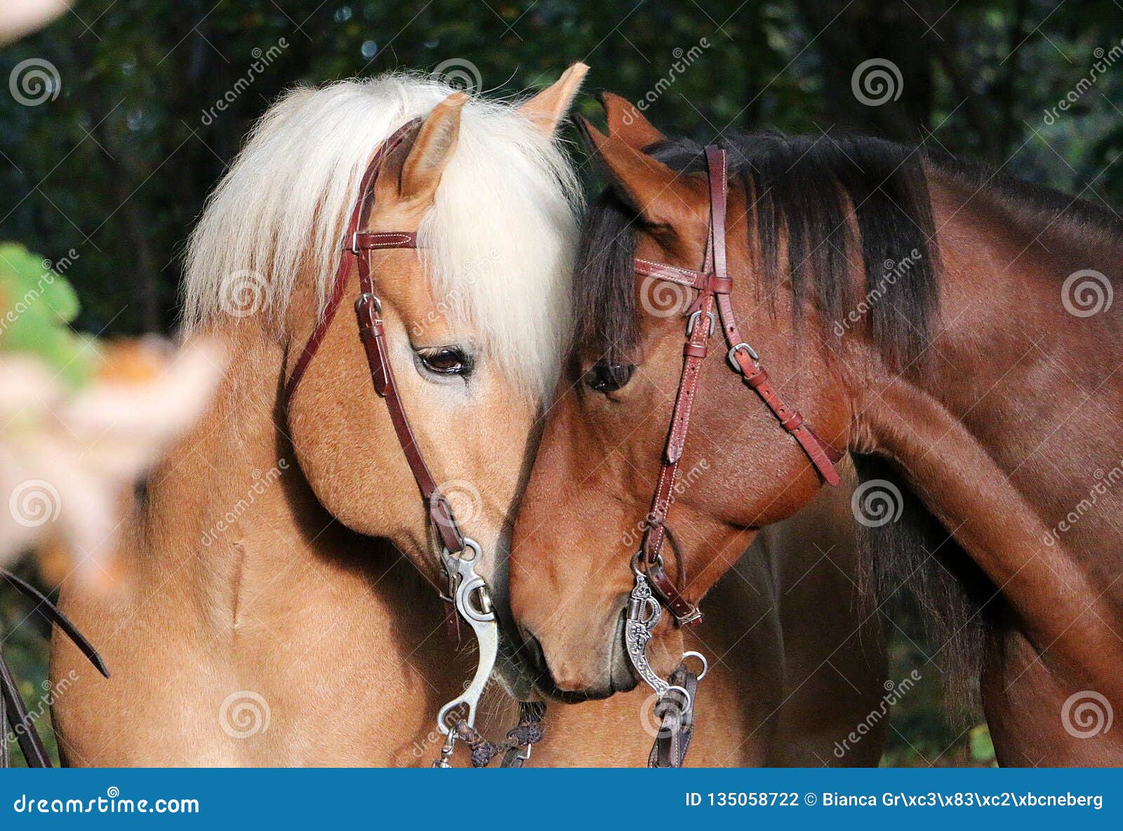 lovely cuddling horses