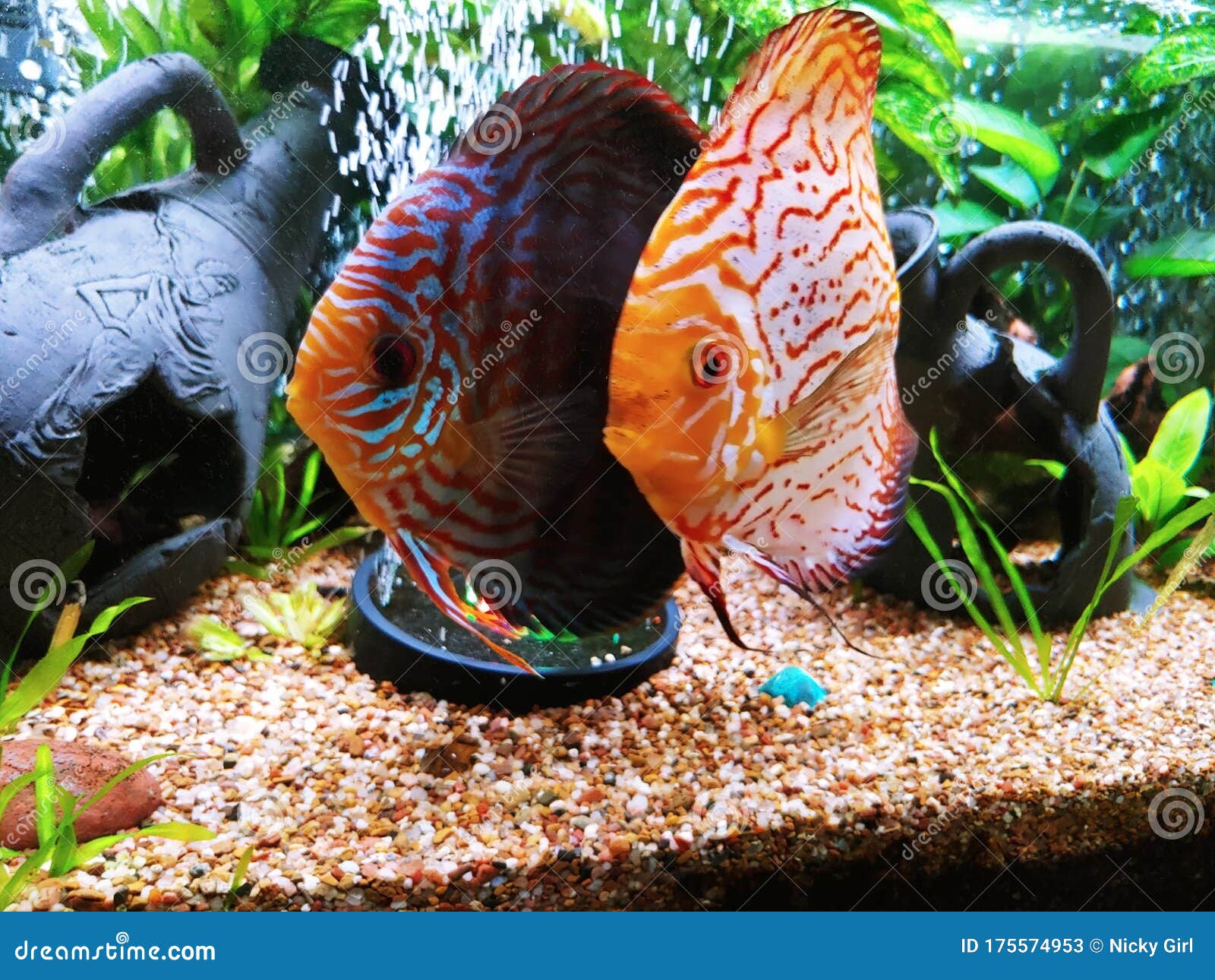 Two Beautiful Discus Pair Full Sized Fresh Water Discus Fish Pair of