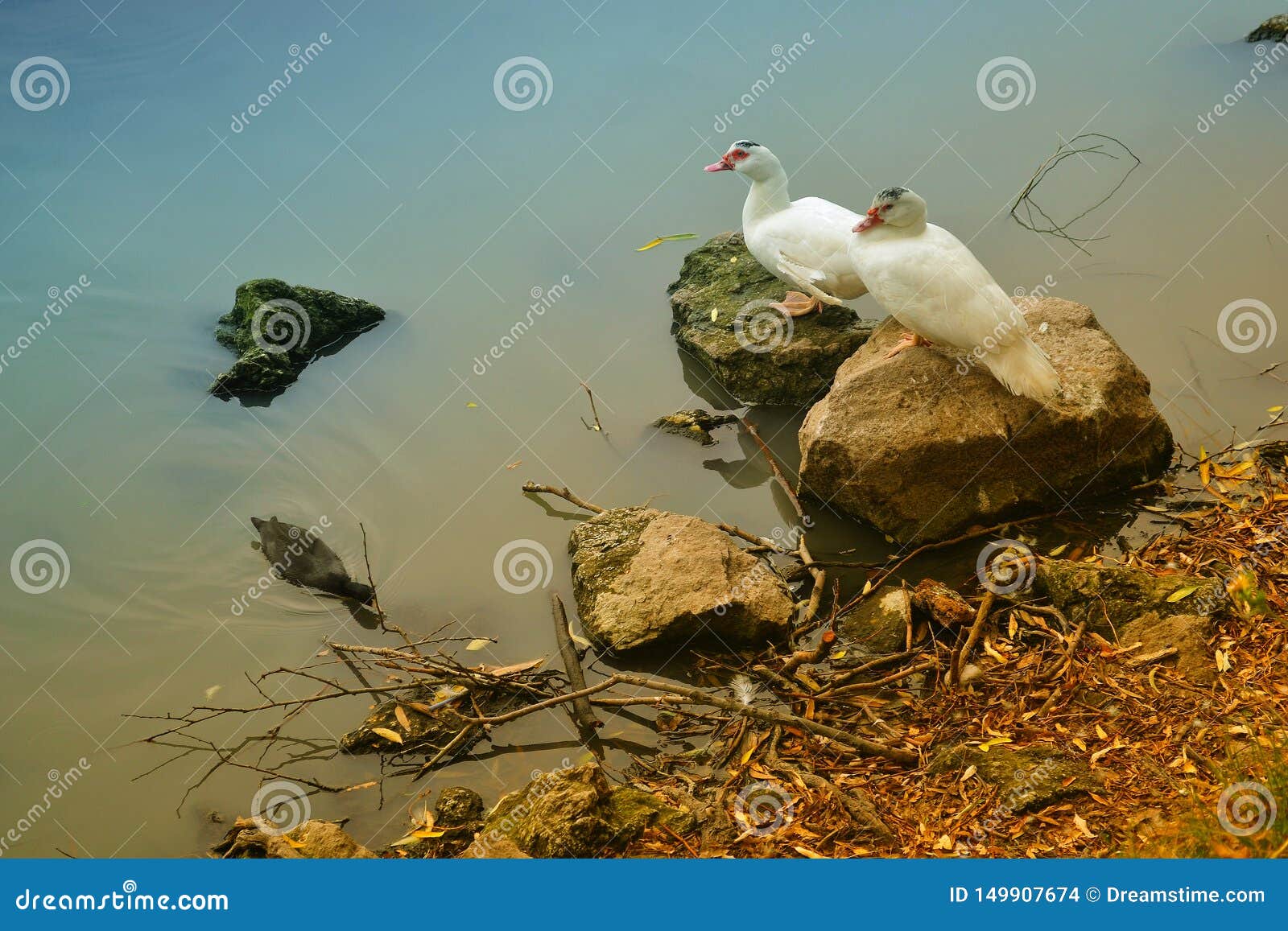 two beautiful ducks on the shore of the lake