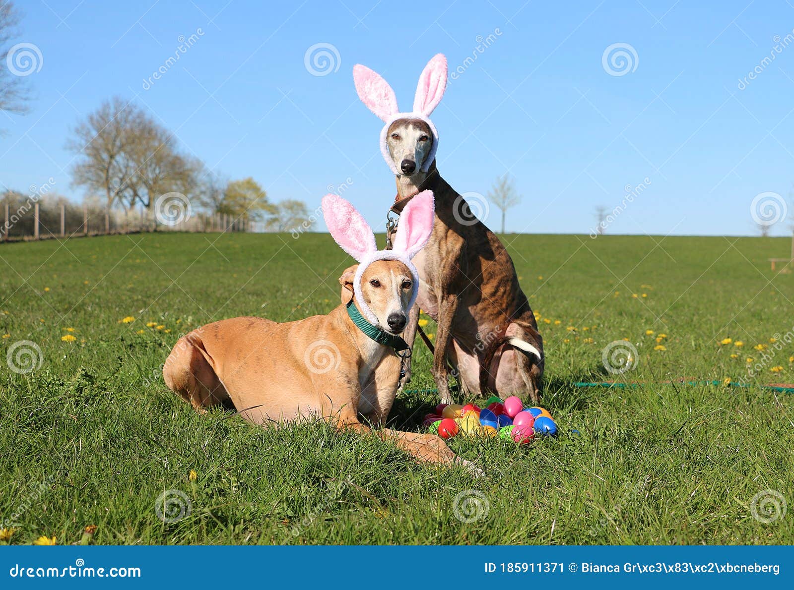 two beautiful galgos are lying and sitting in the garden with funny bunny ears on the head and colorful easter eggs in the front