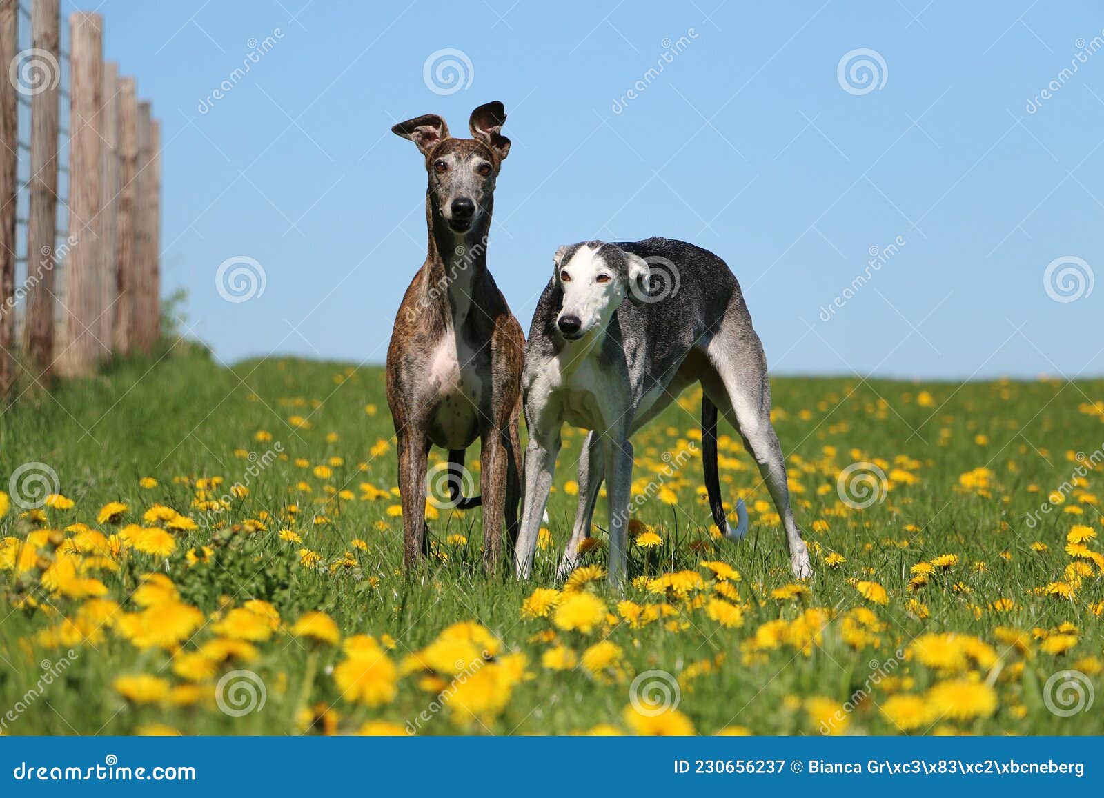 two beautiful galgos are standing in a field with yellow dandelions in the garden