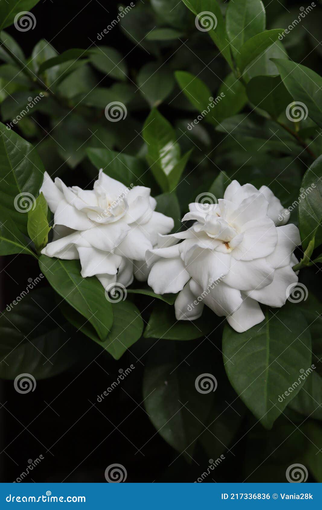Pure White Gardenia Flowers or Gardenia Jasminoides Flowers in Full