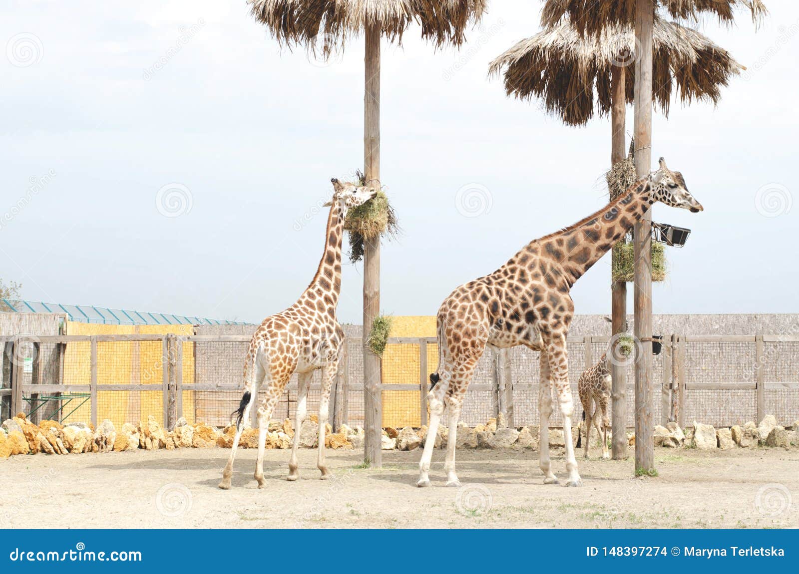 Two Beautiful Giraffe Female and Male are Standing Nearby Editorial