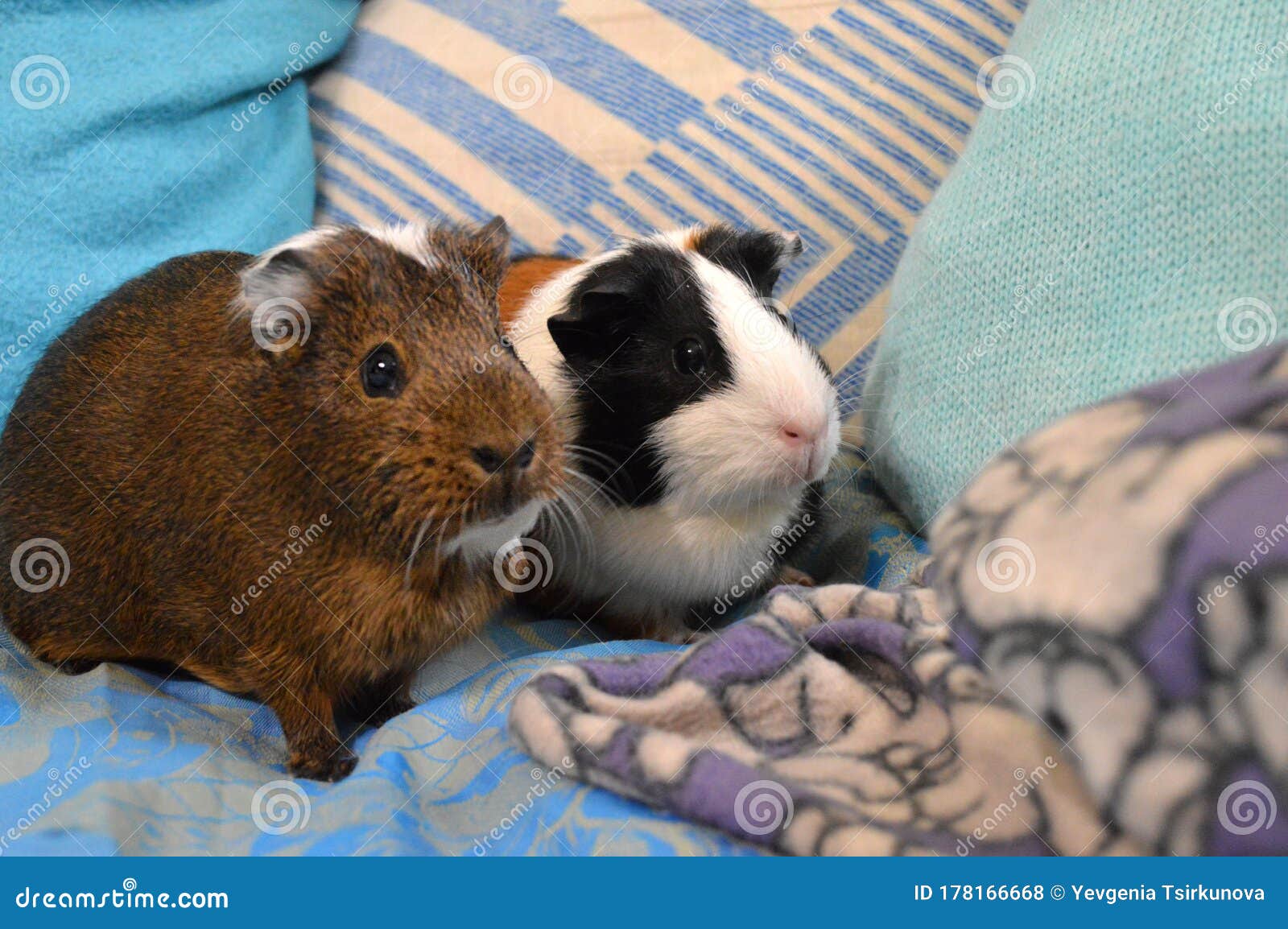 free guinea pigs