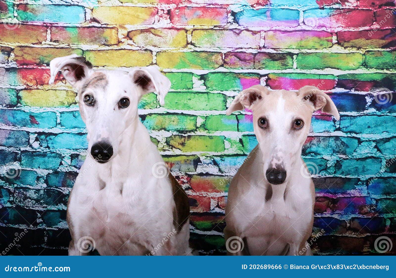 two beautiful head portraits fom a pair of galgos in front of a colorful brick wall