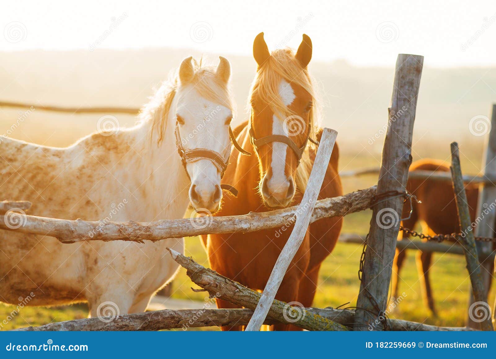 Two Beautiful Horses in a Stall at Sunset. Stock Image Image of farm