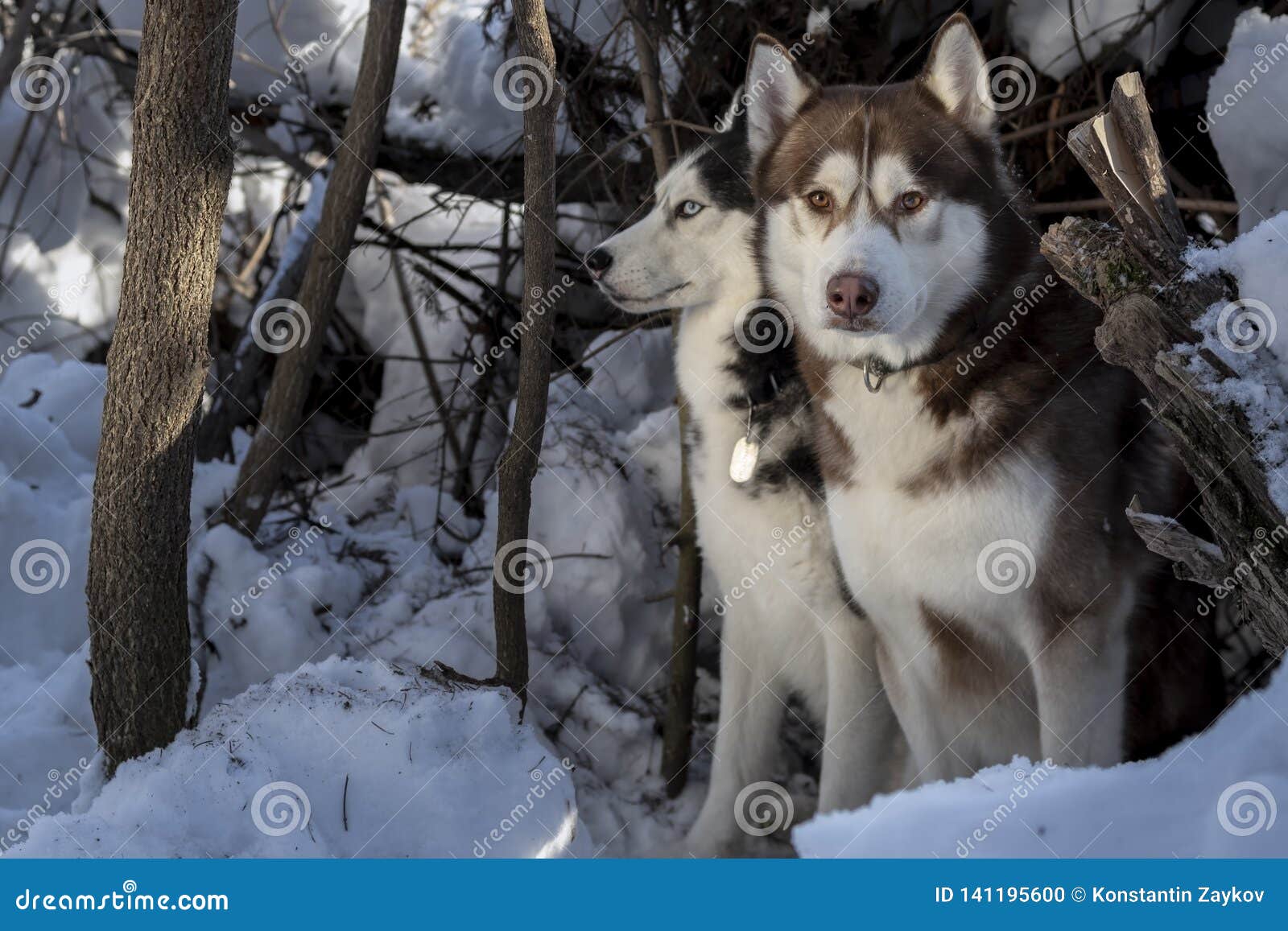 A Stunning Husky Dog with Mesmerizing Eyes from the Latest Husky Collection of the Year