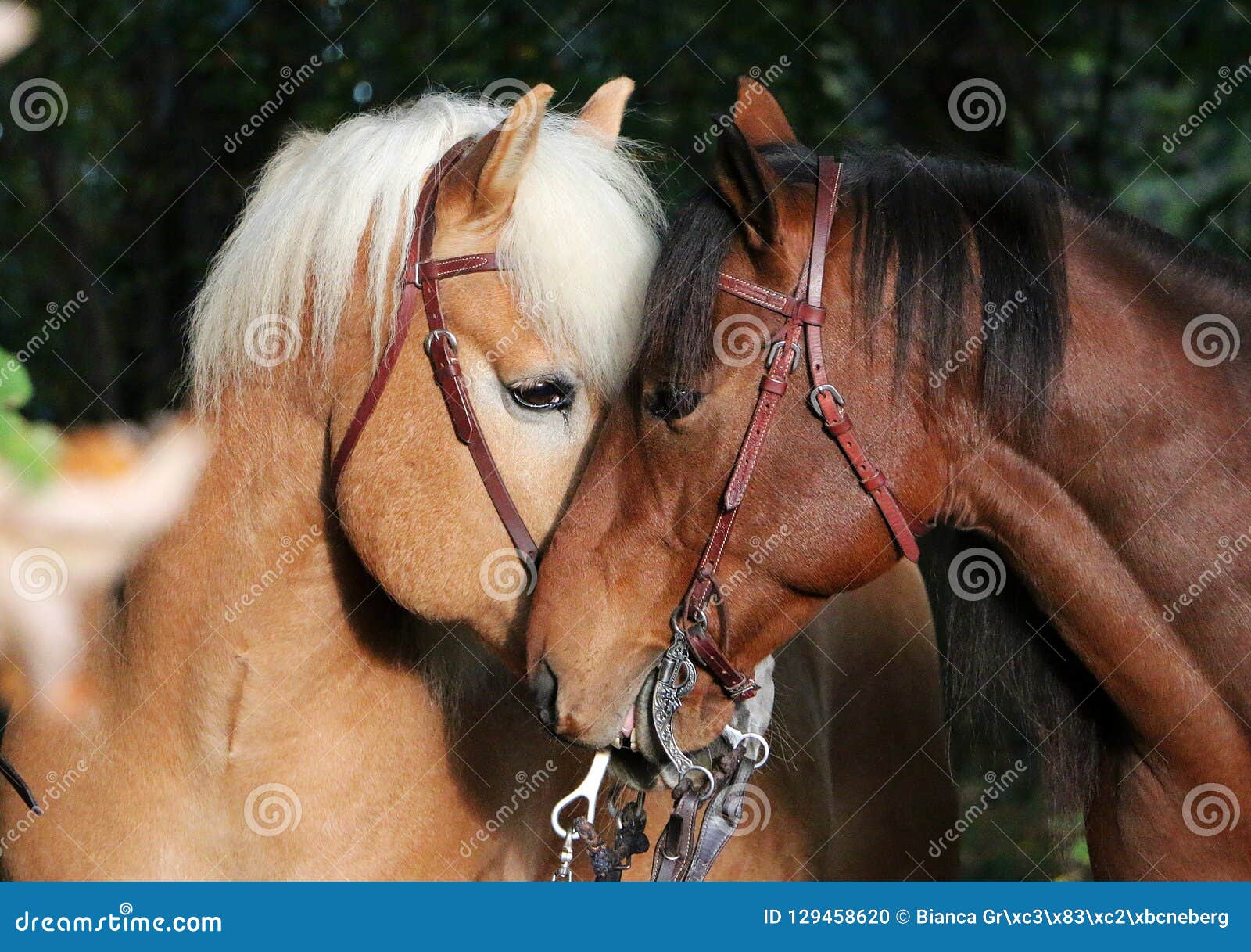 Two kissing horses stock photo. Image of farm, beauty 129458620