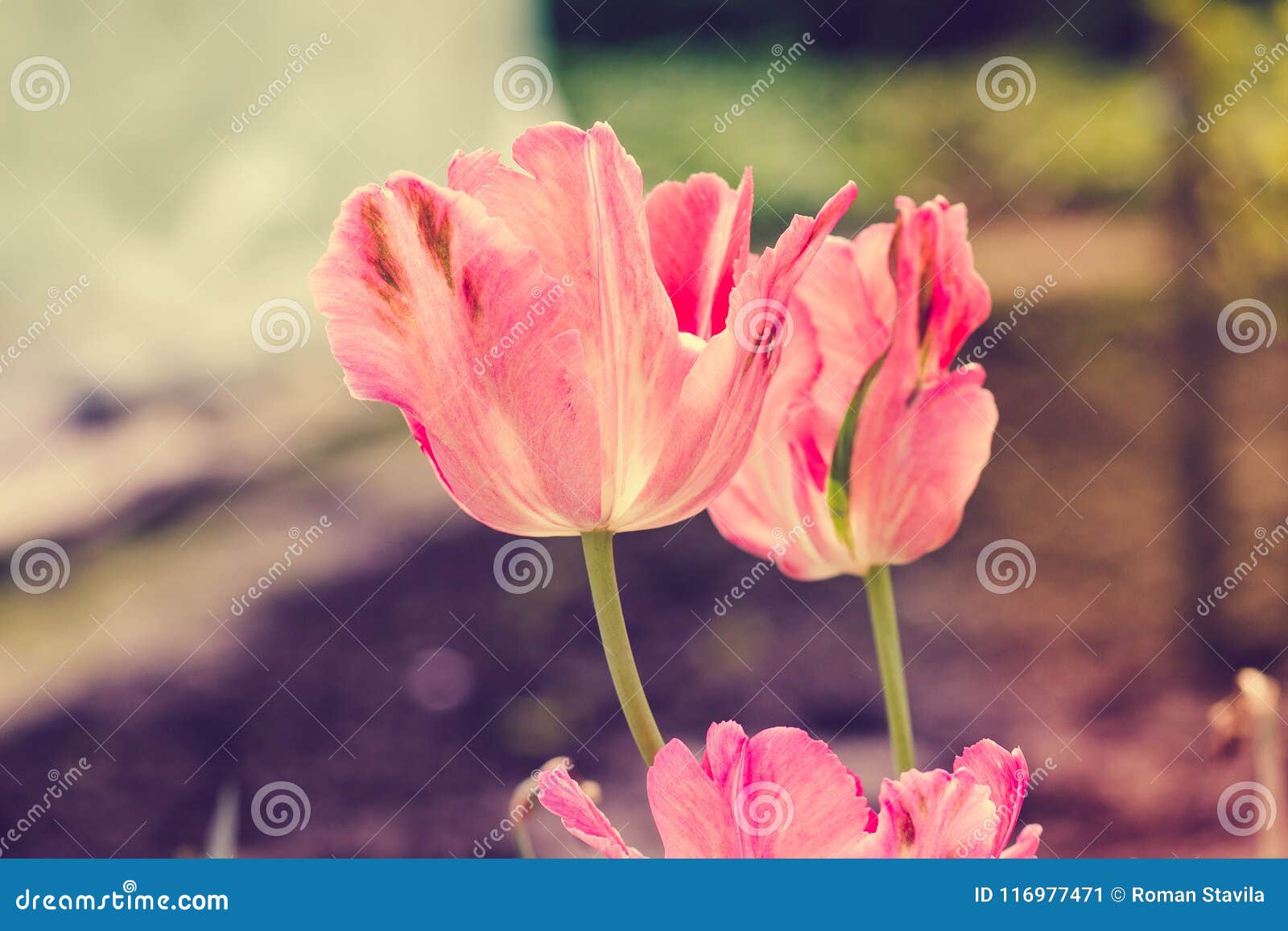 Two Beautiful, Live Tulips. Stock Image Image of bouquet, leaves