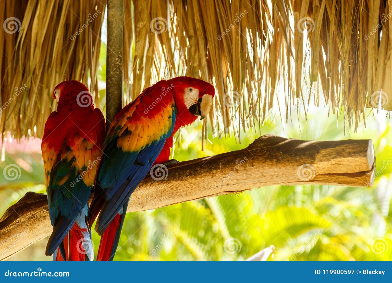 two beautiful macaw parrots
