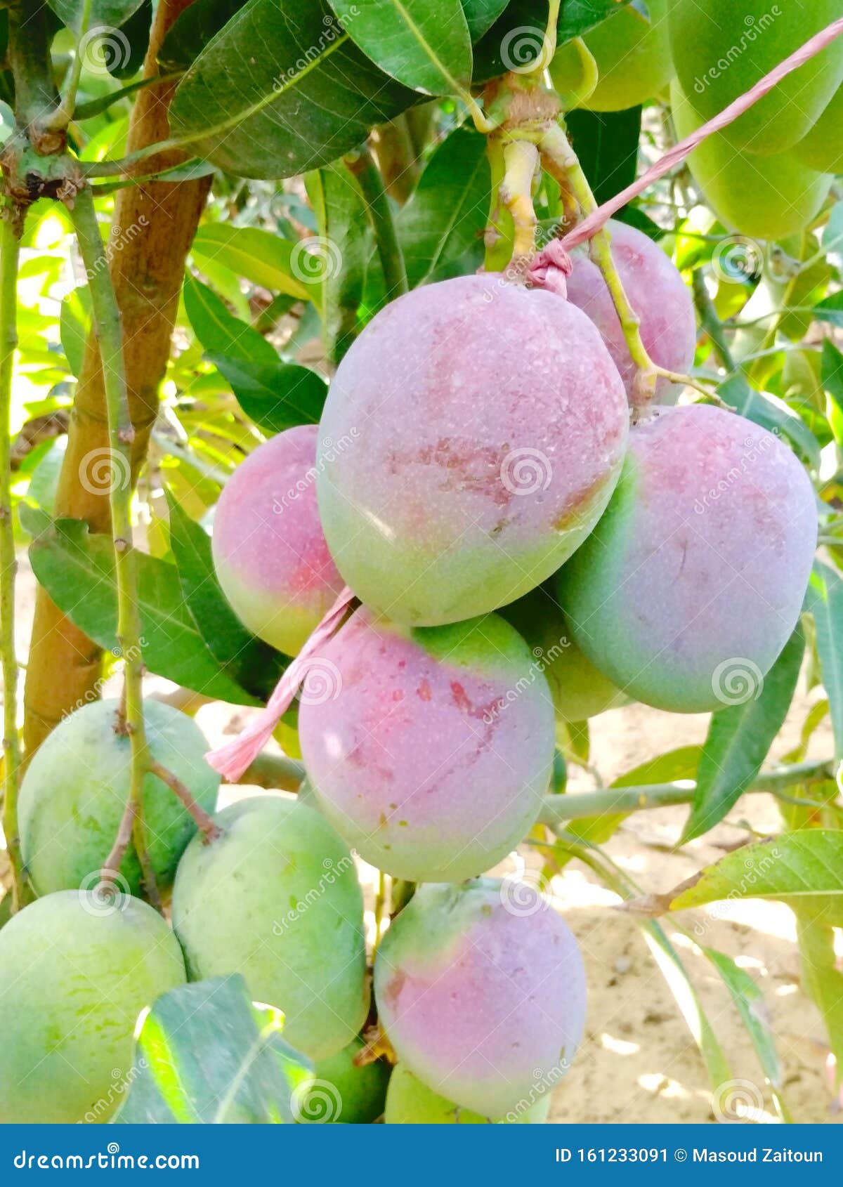 Two Beautiful Mango Variety on the Same Tree Stock Image Image of