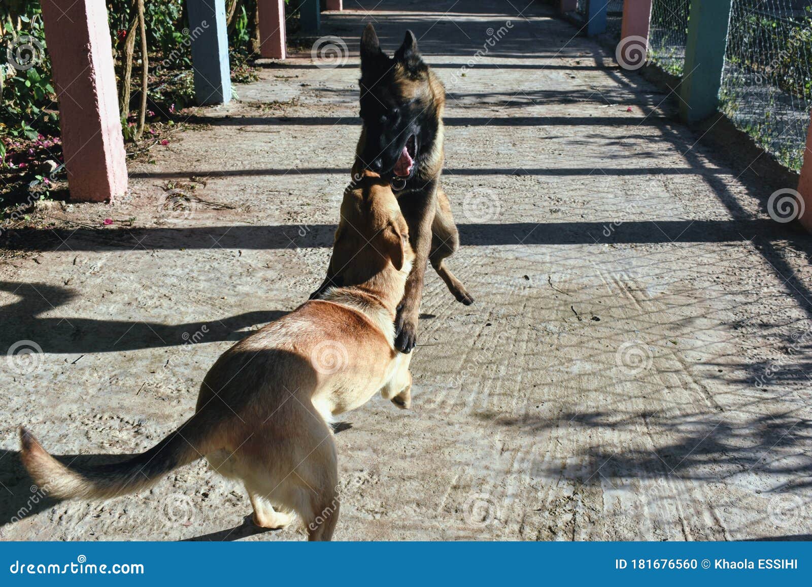 Two Beautiful Playing Dogs Malinois Race On A Sunny Day In The Garden Fluffy Light And Dark Brown And Black Fur Stock Photo Image Of Dogs Mammal 181676560