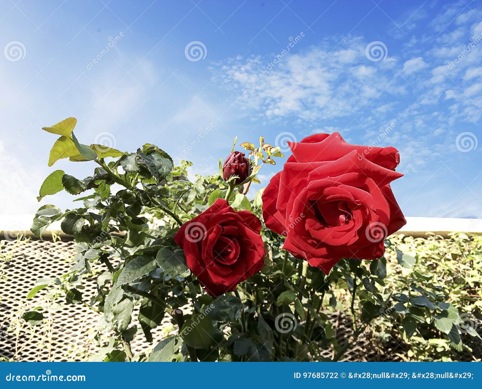 Two Beautiful Red Roses and the Morning Blue Stock Photo - Image of outdoor, green: 97685722