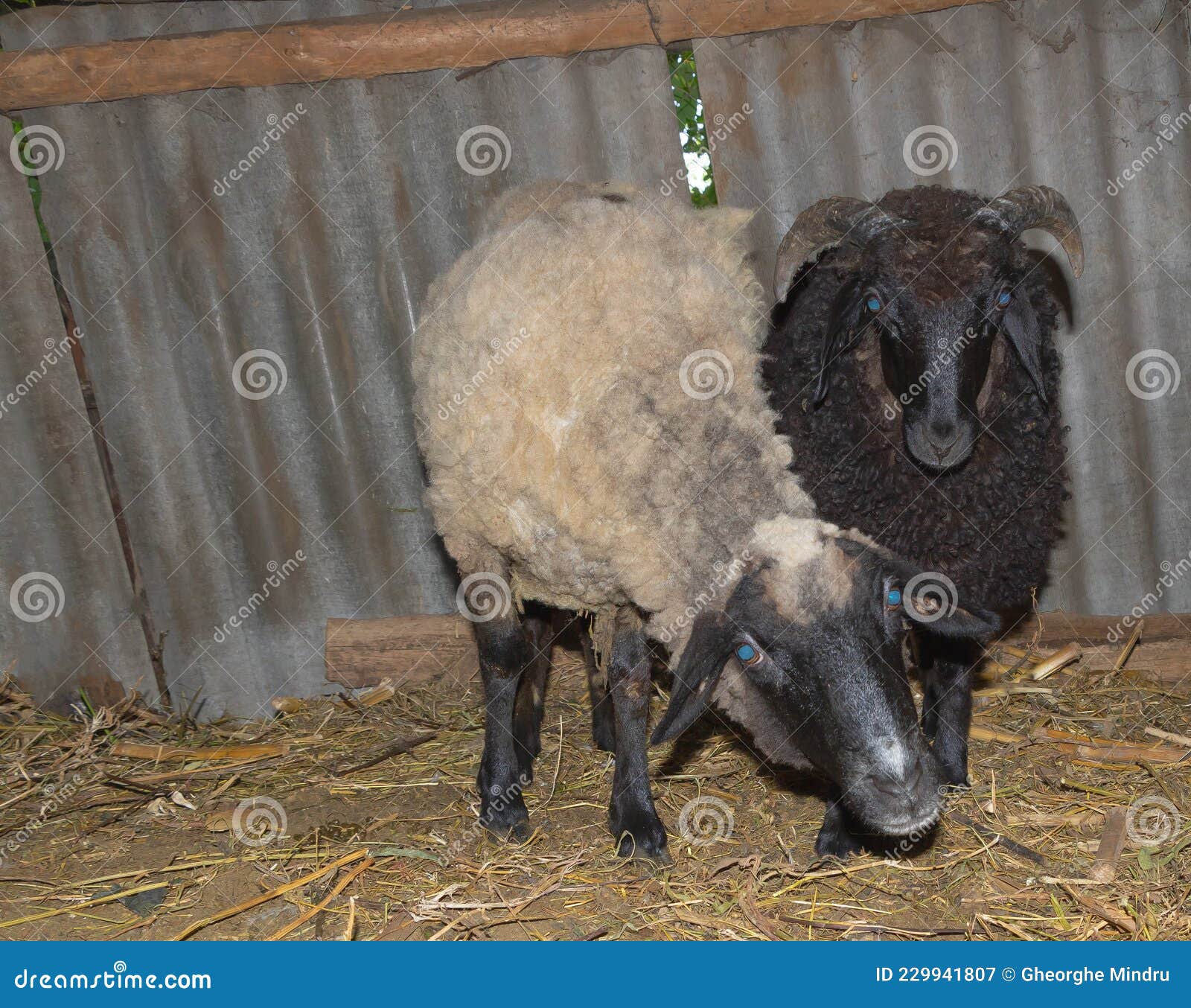 Two Beautiful Sheep with Blue Eyes One White and One Black Stock