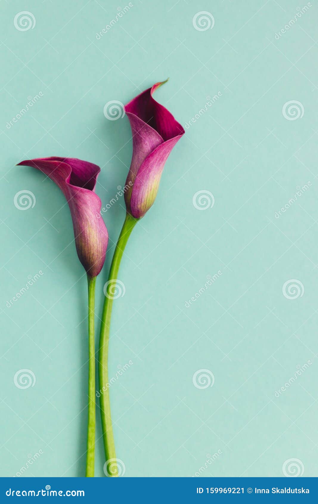 Two Beautiful Violet Calla Lilies on Turquoise Background. Flat Lay ...