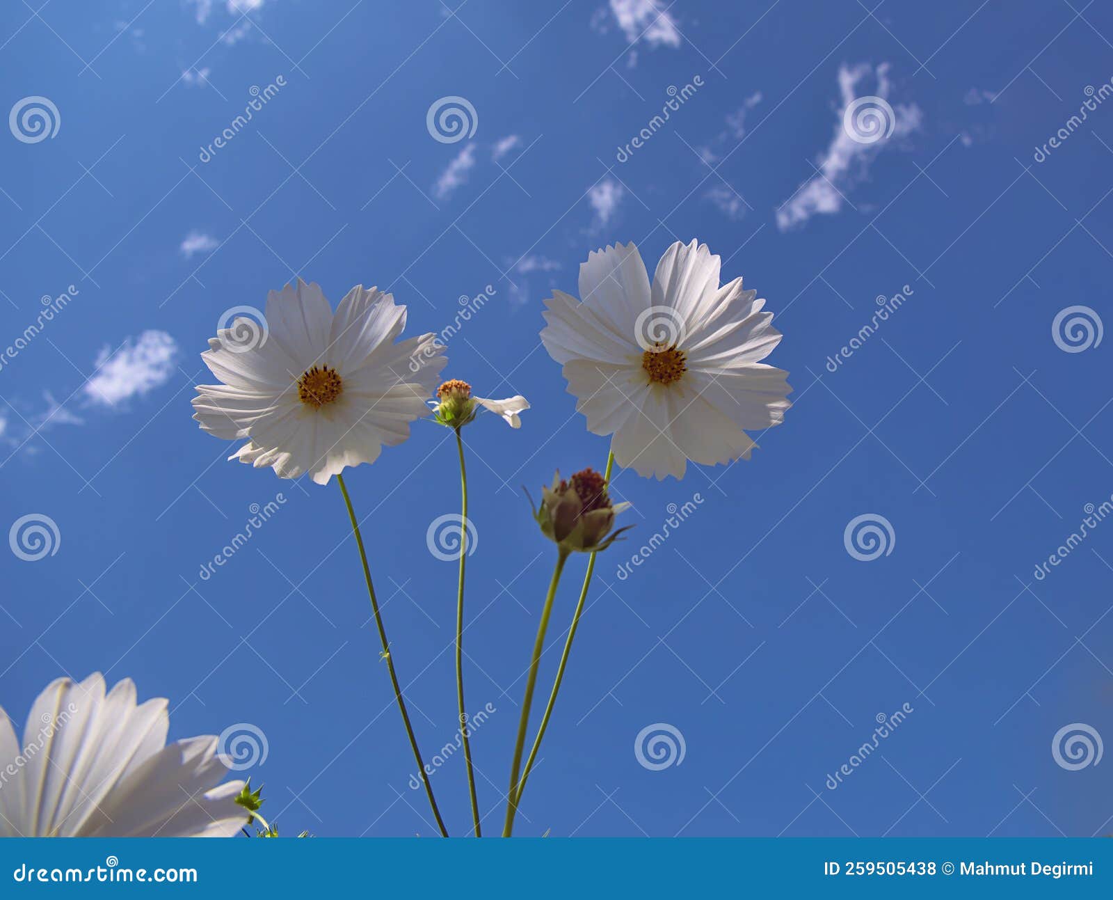 Two Beautiful White Daisy Flowers with Sky Background Stock Photo
