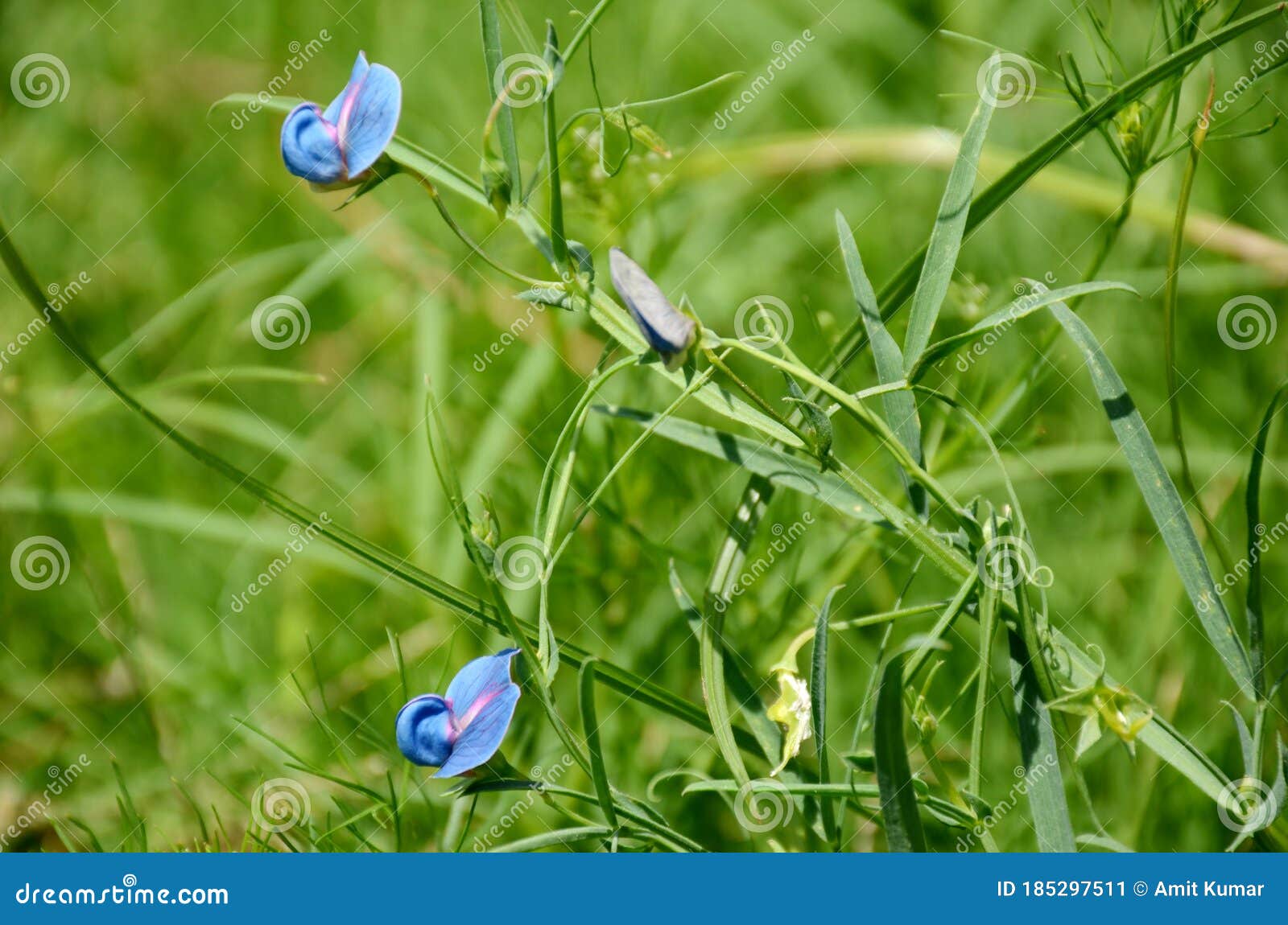 The Two Beautifull Blue Colour Flowers for Urdh Pulse Stock Image ...