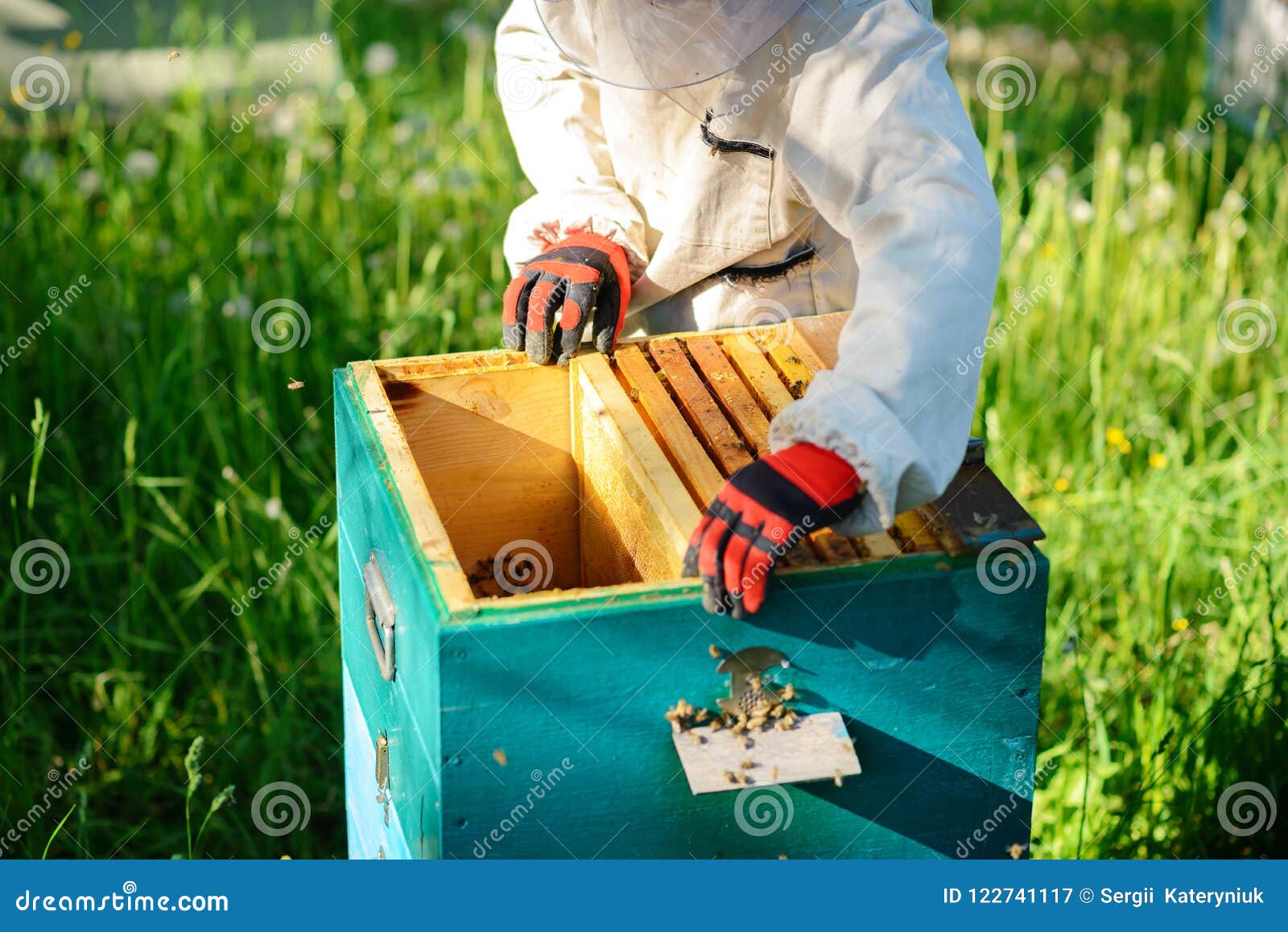 Two Beekeepers Work on an Apiary. Summer Stock Image Image of health