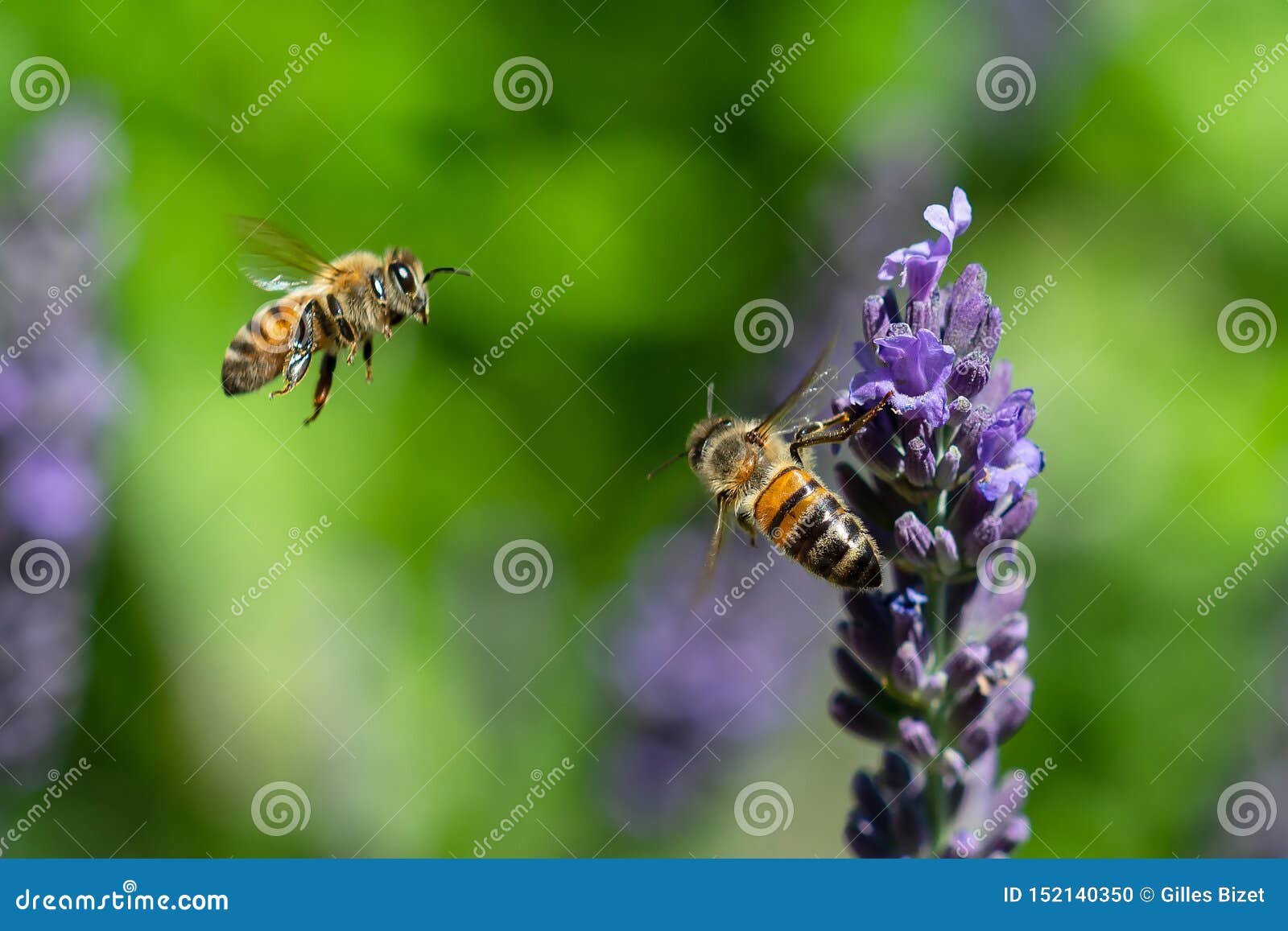two bees in flight around lavender flowers