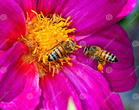 Two bees on flower stock image. Image of spring, outdoors - 13547337