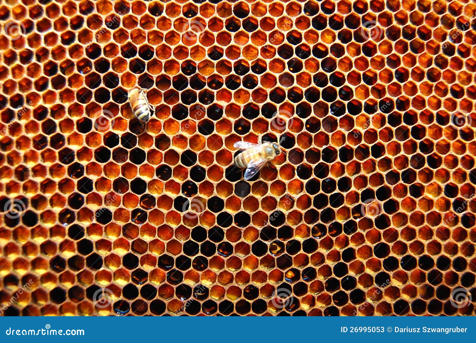 Two bees on stock image. Image of branch, apis 26995053