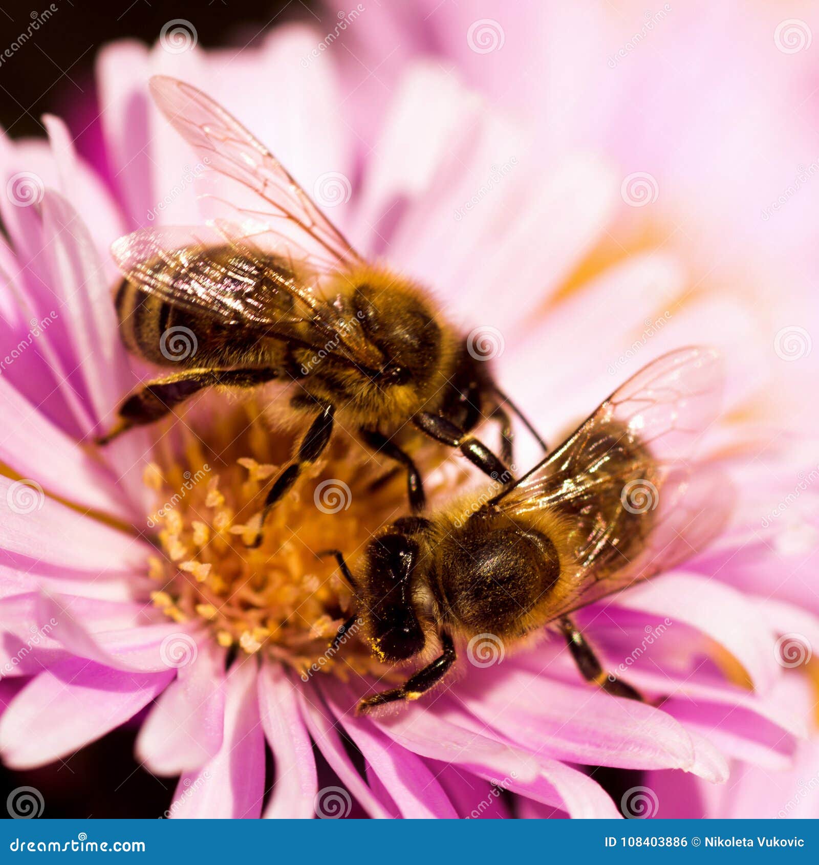 Two Bees on One Flower Pollination Stock Photo Image of beekeeping