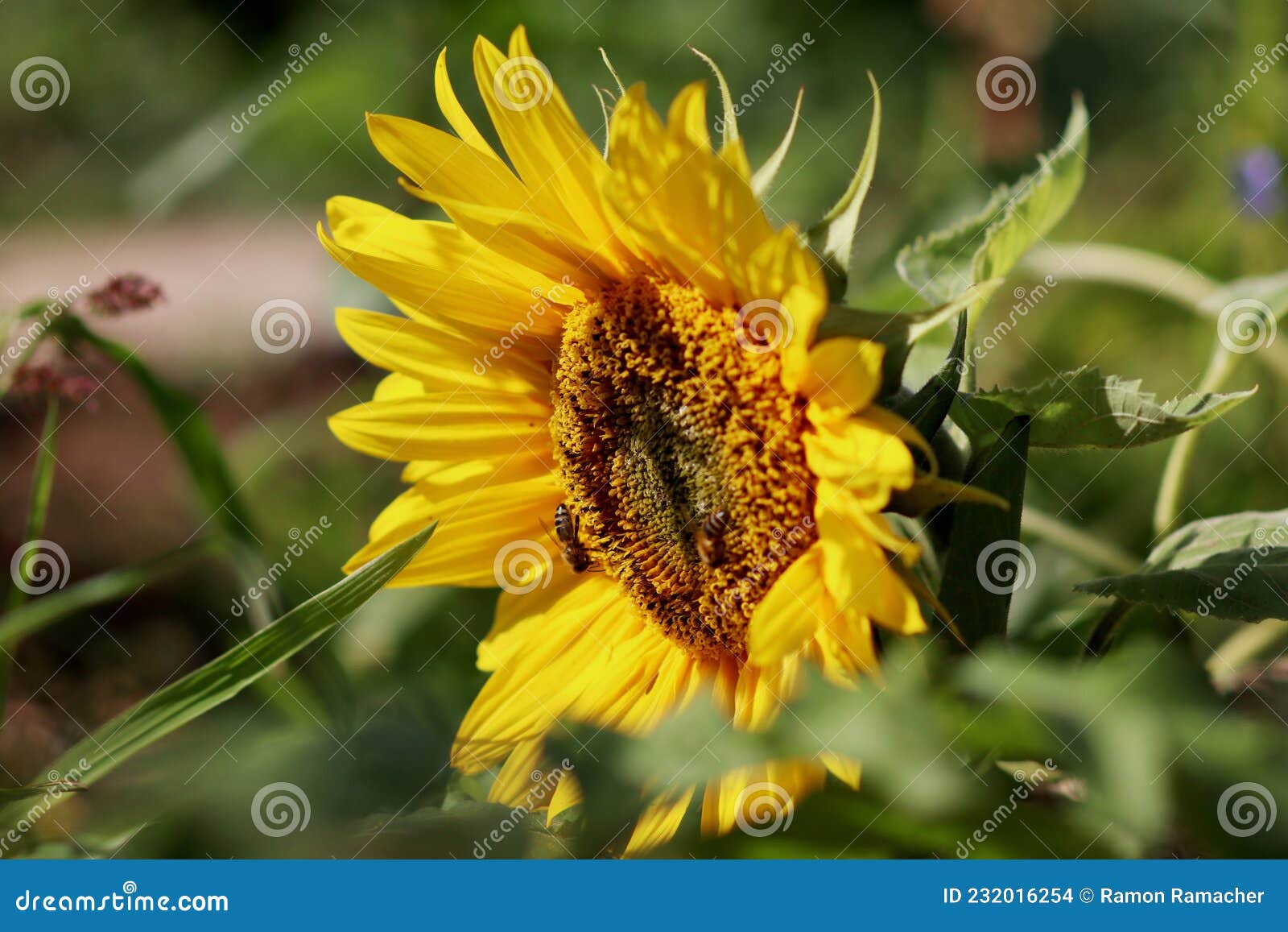 Bees Pollinate Sunflower in Summer Stock Photo Image of foreground